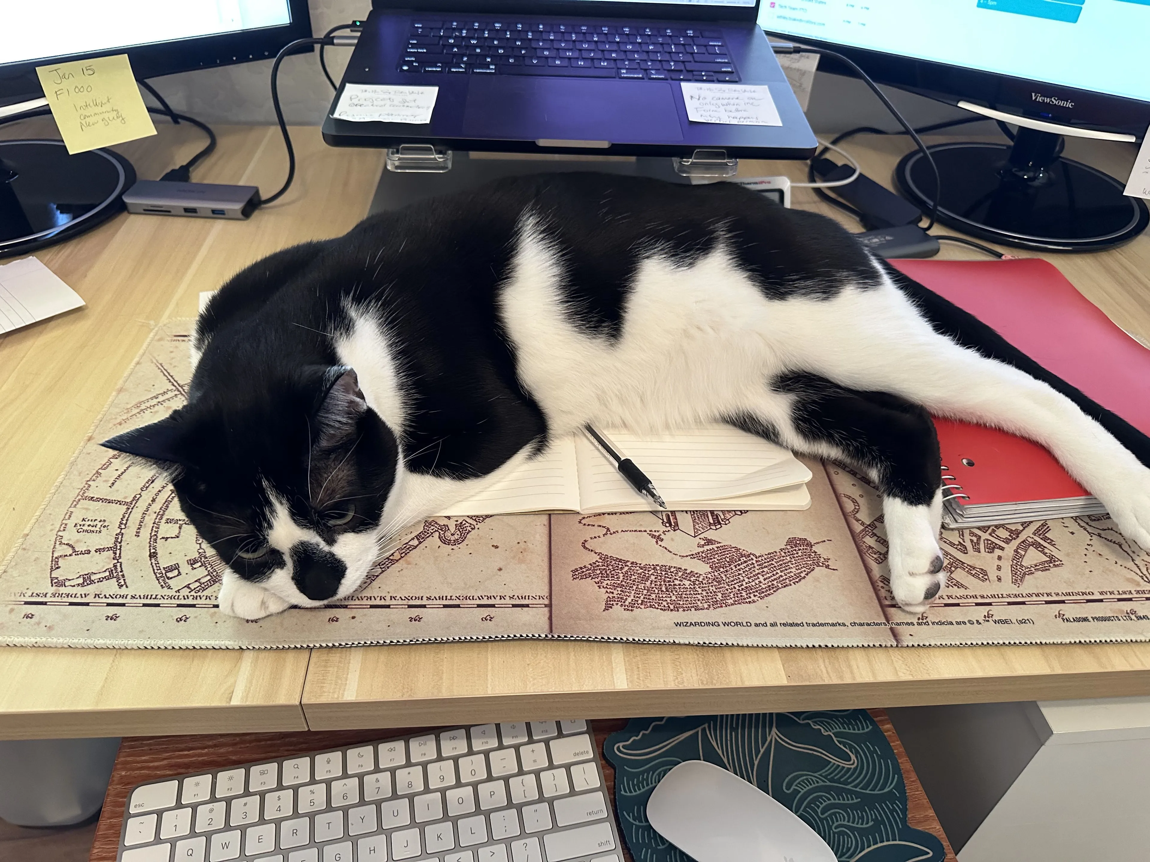 Lost pet-0