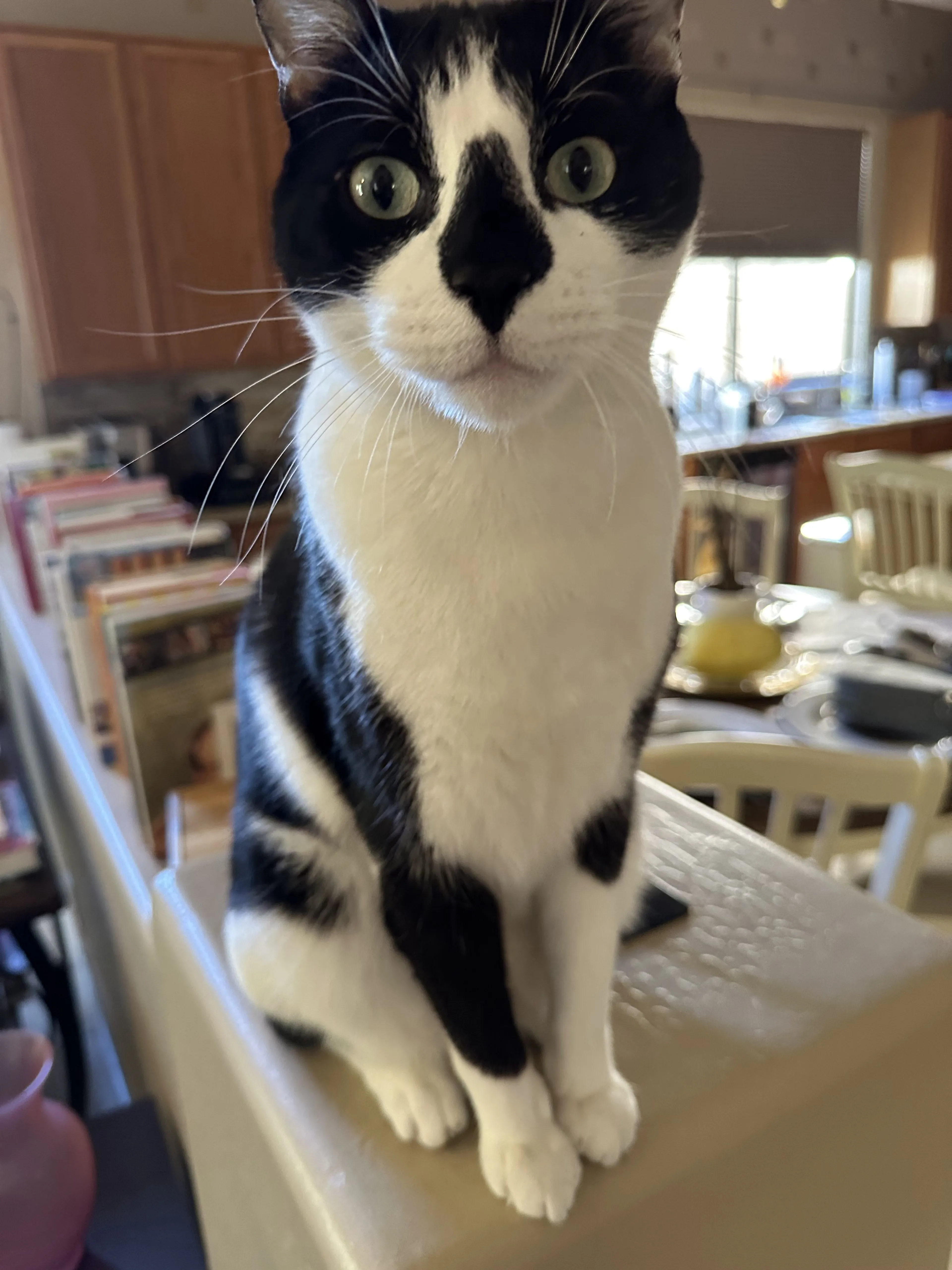 Lost pet-1