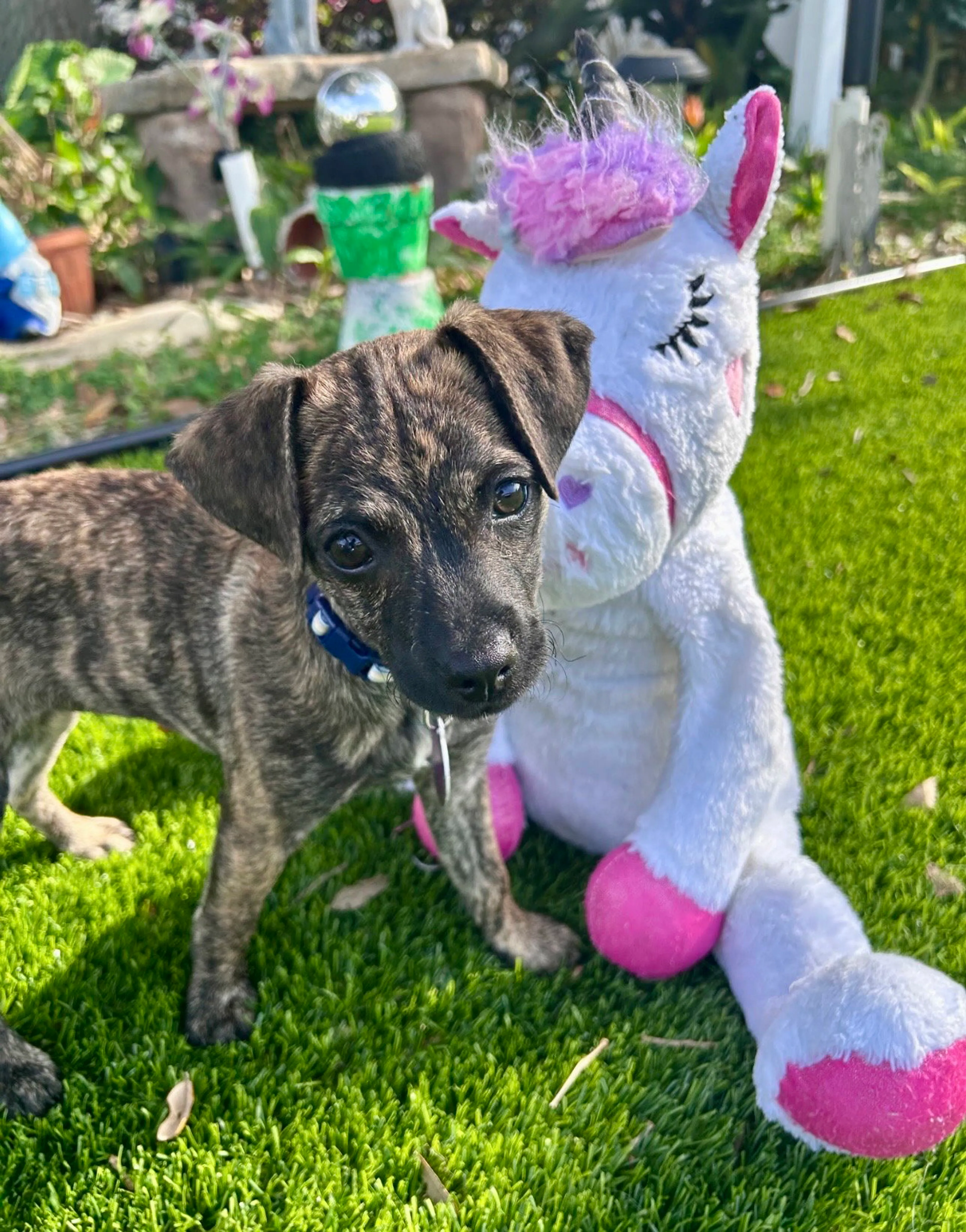 Found pet-3