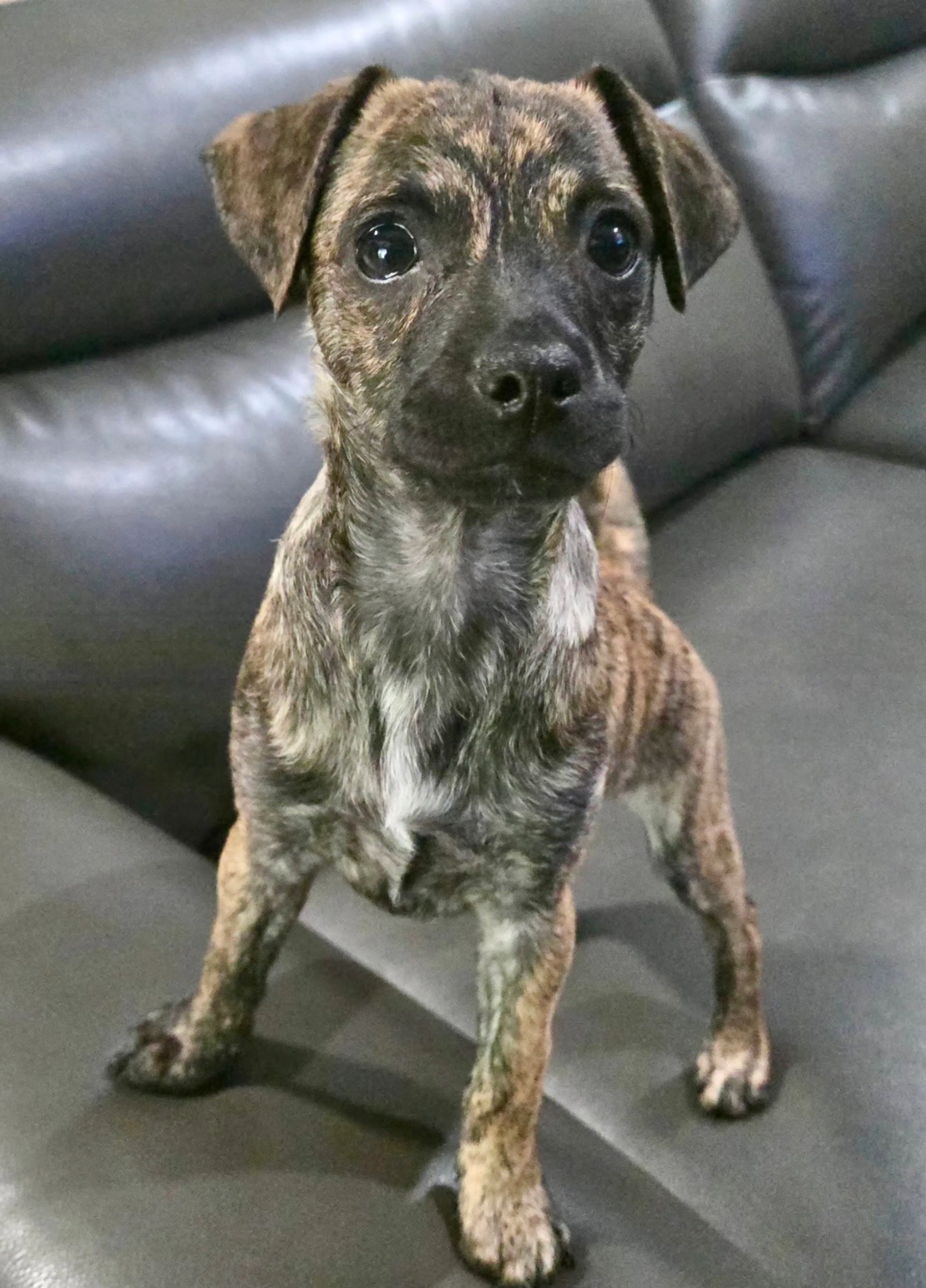 Found pet-1