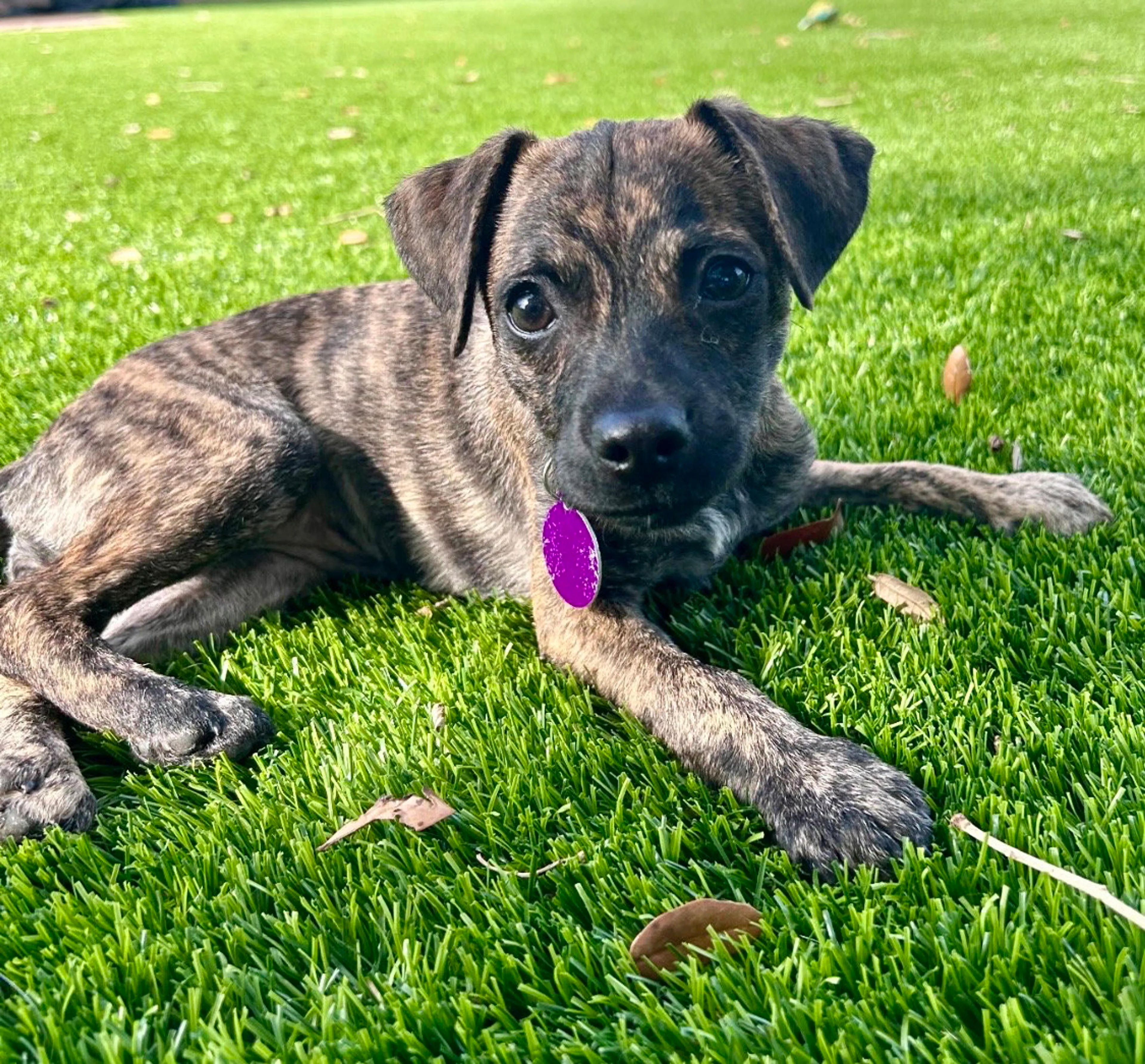Found pet-4
