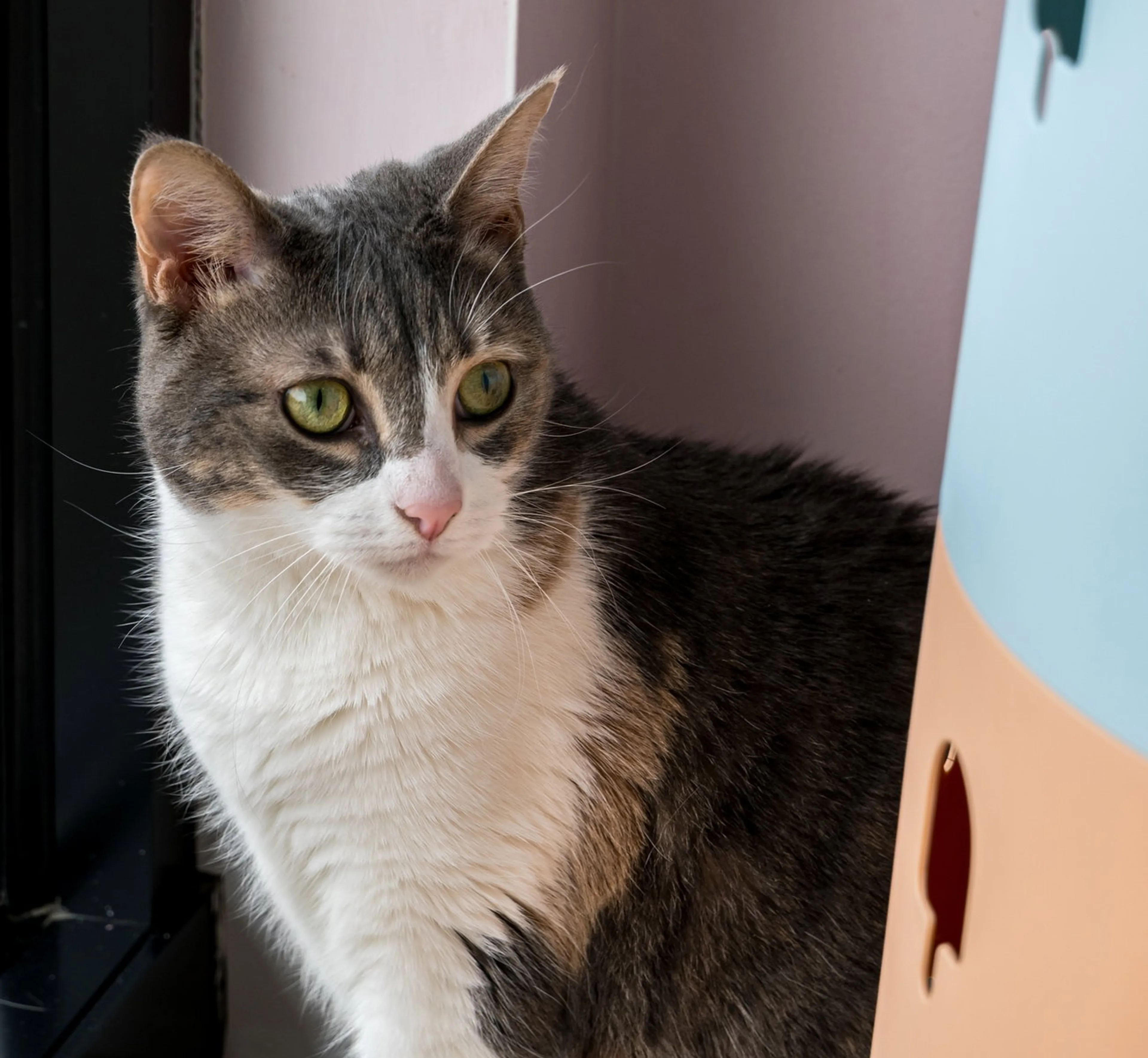 Found pet-1