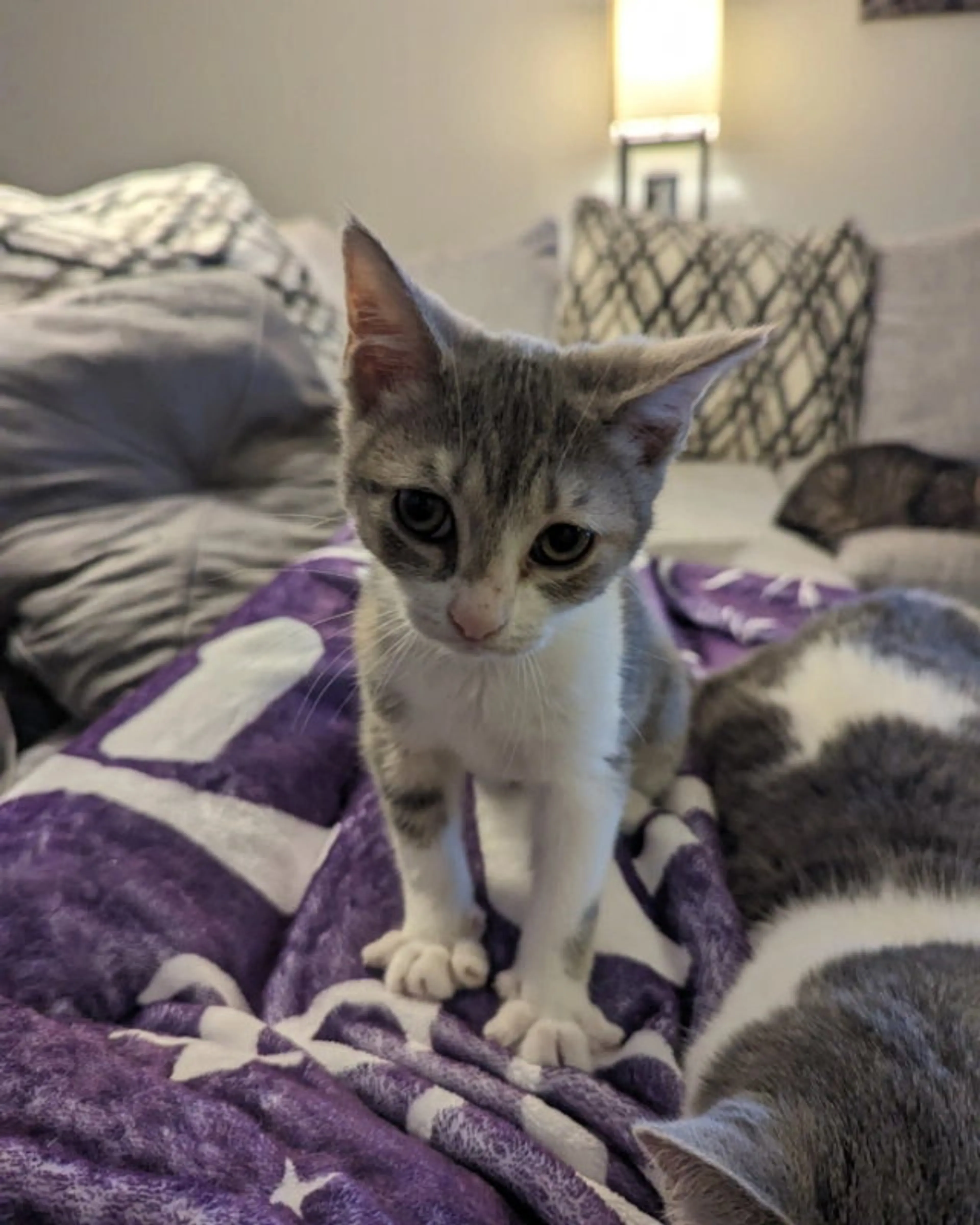 Found pet-4