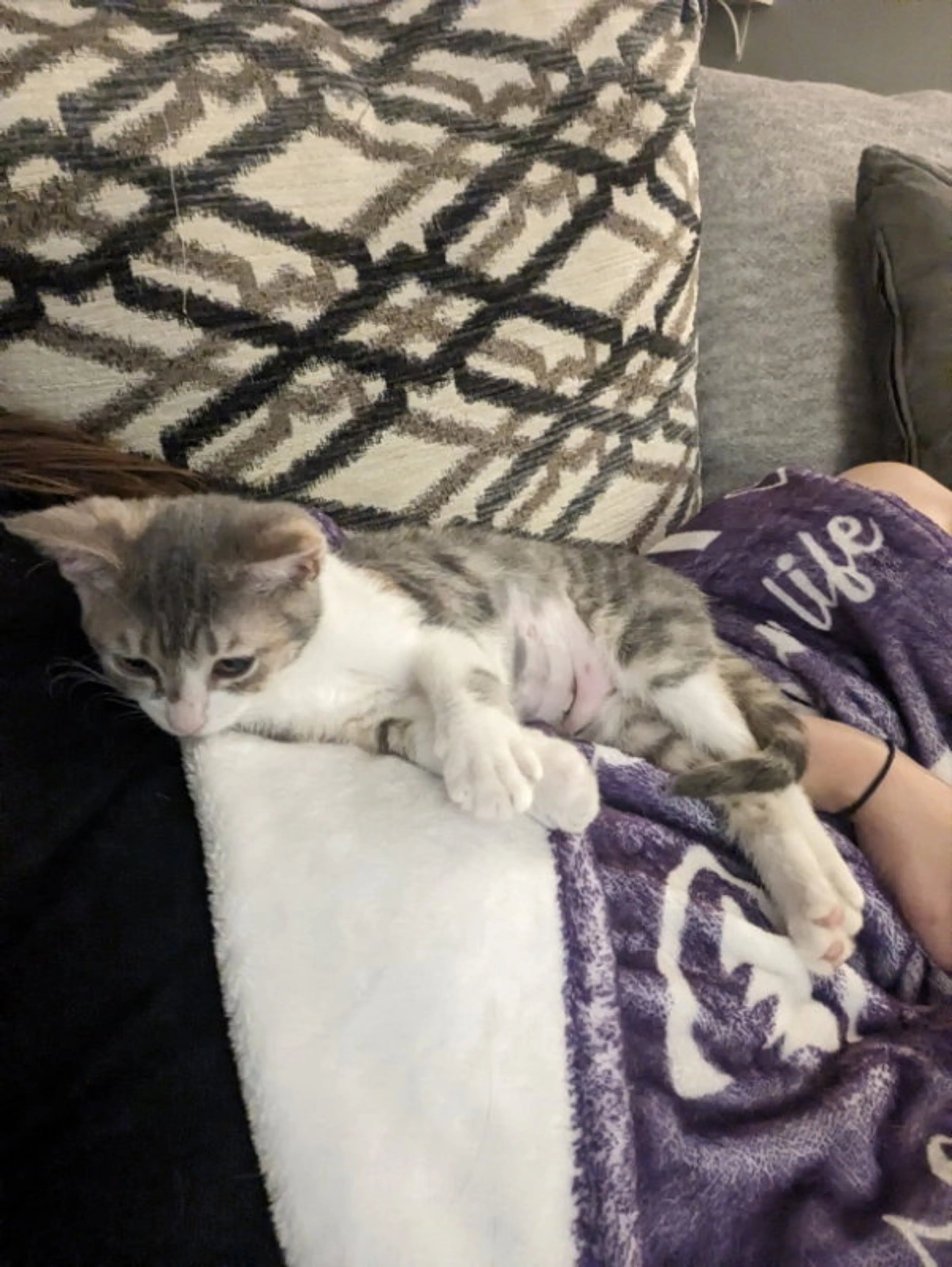 Found pet-2
