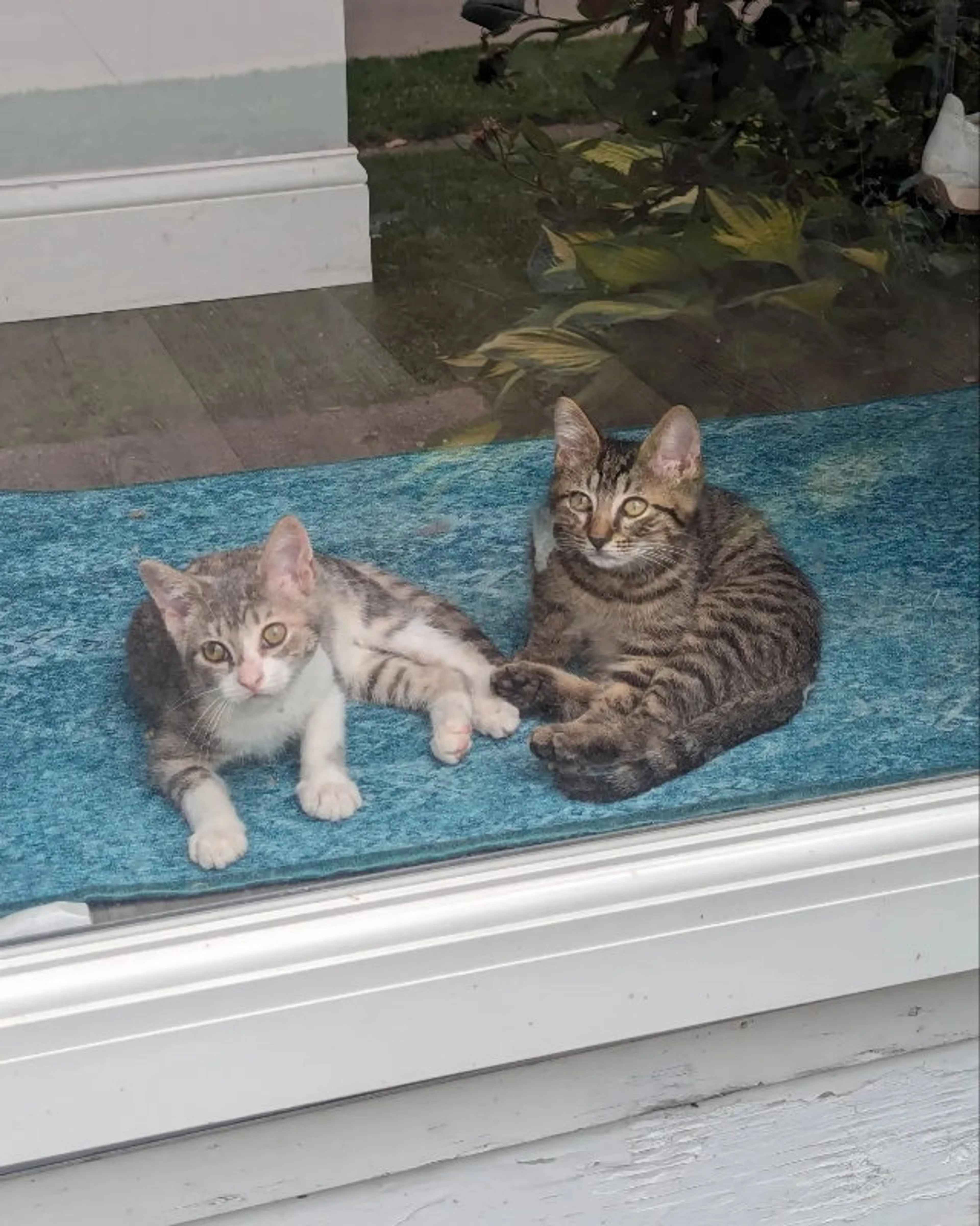 Found pet-3