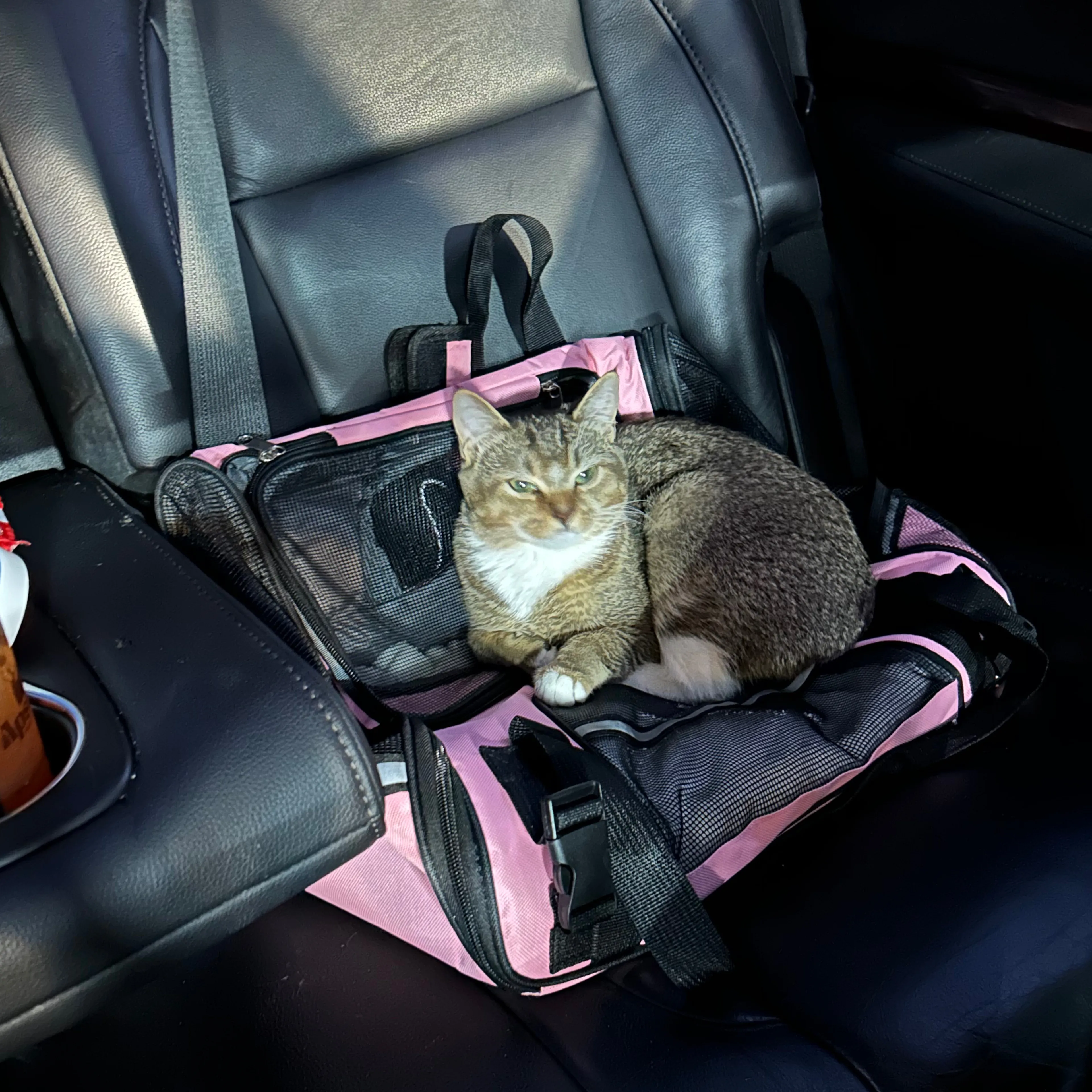 Lost pet-3