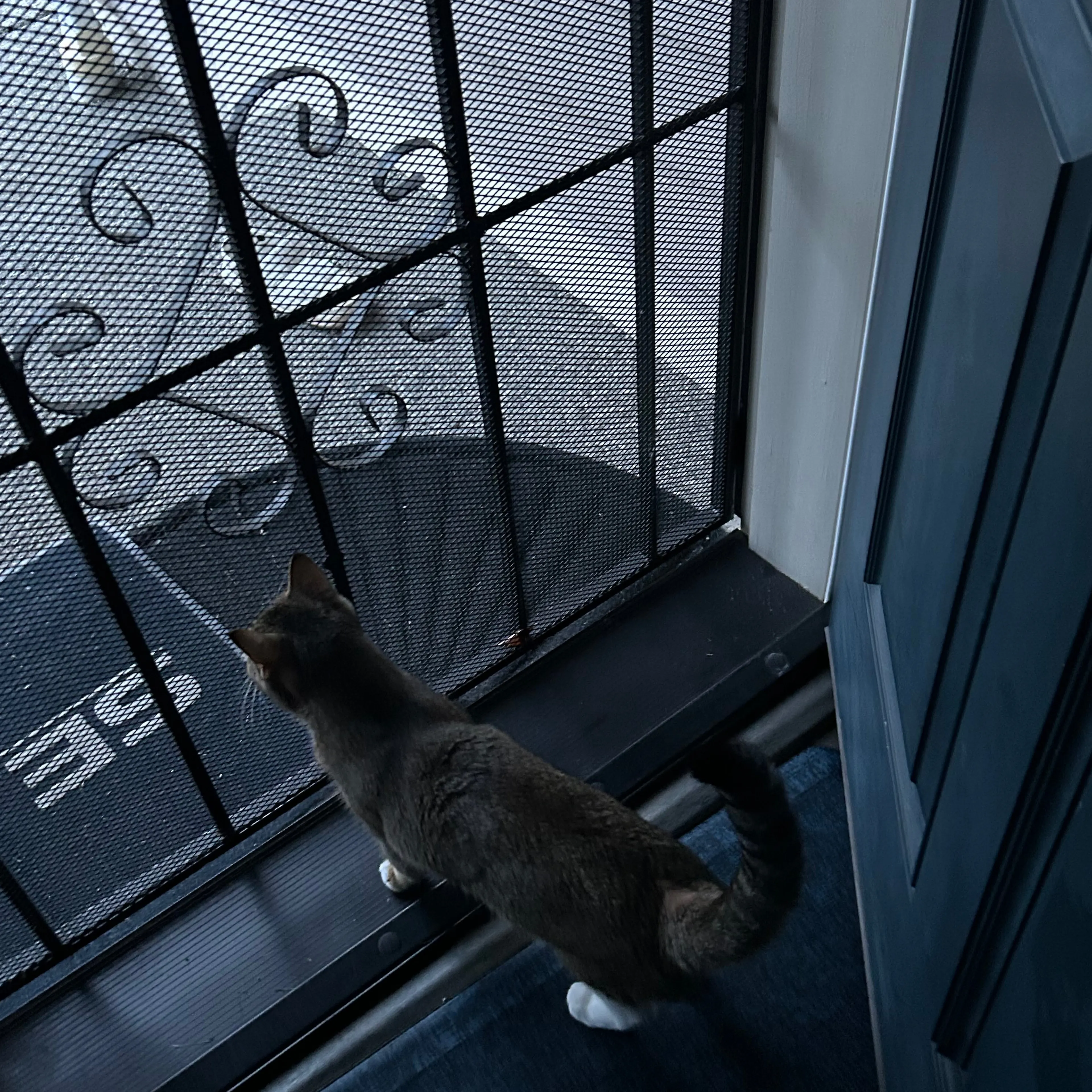 Lost pet-1