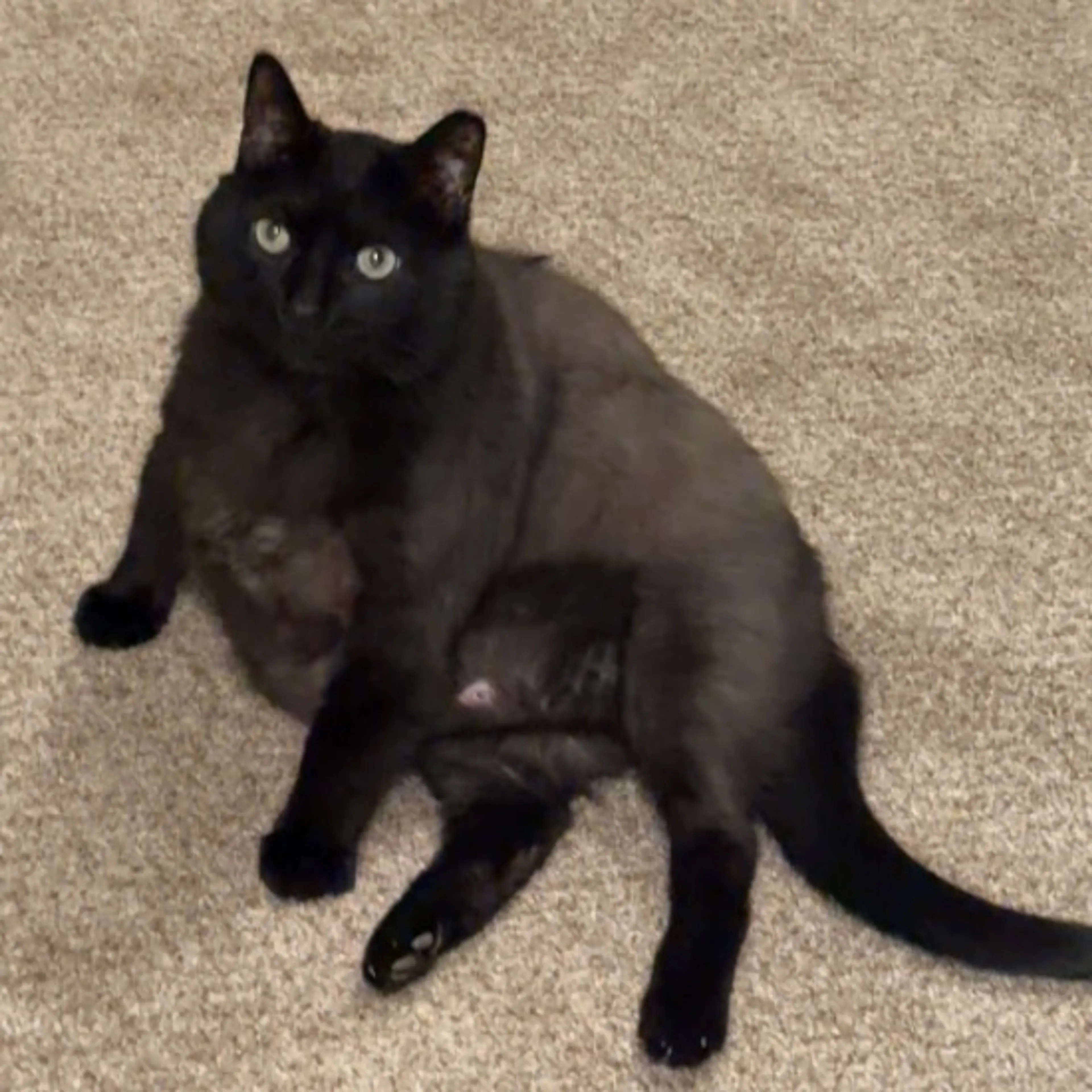 Lost pet-0