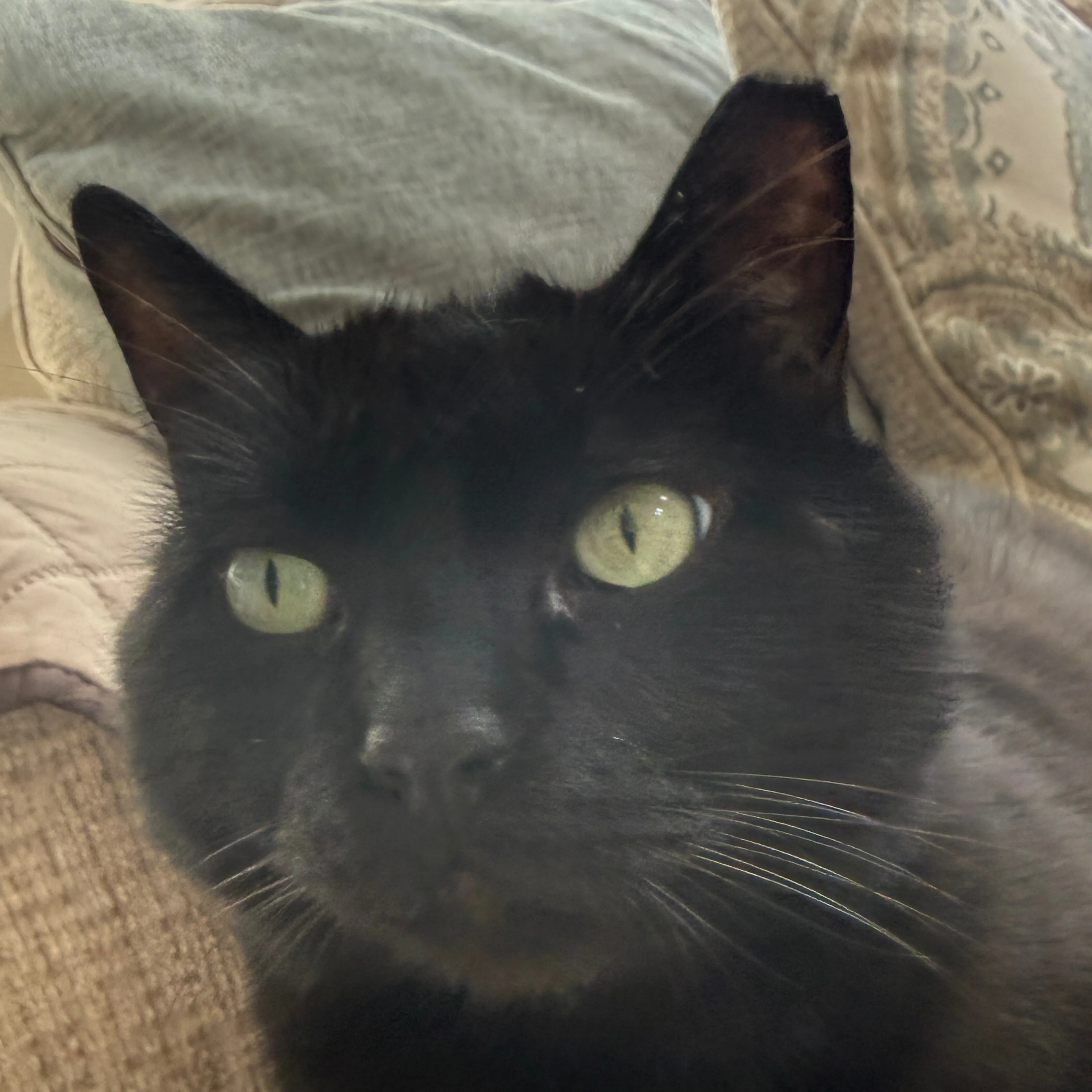 Lost pet-2