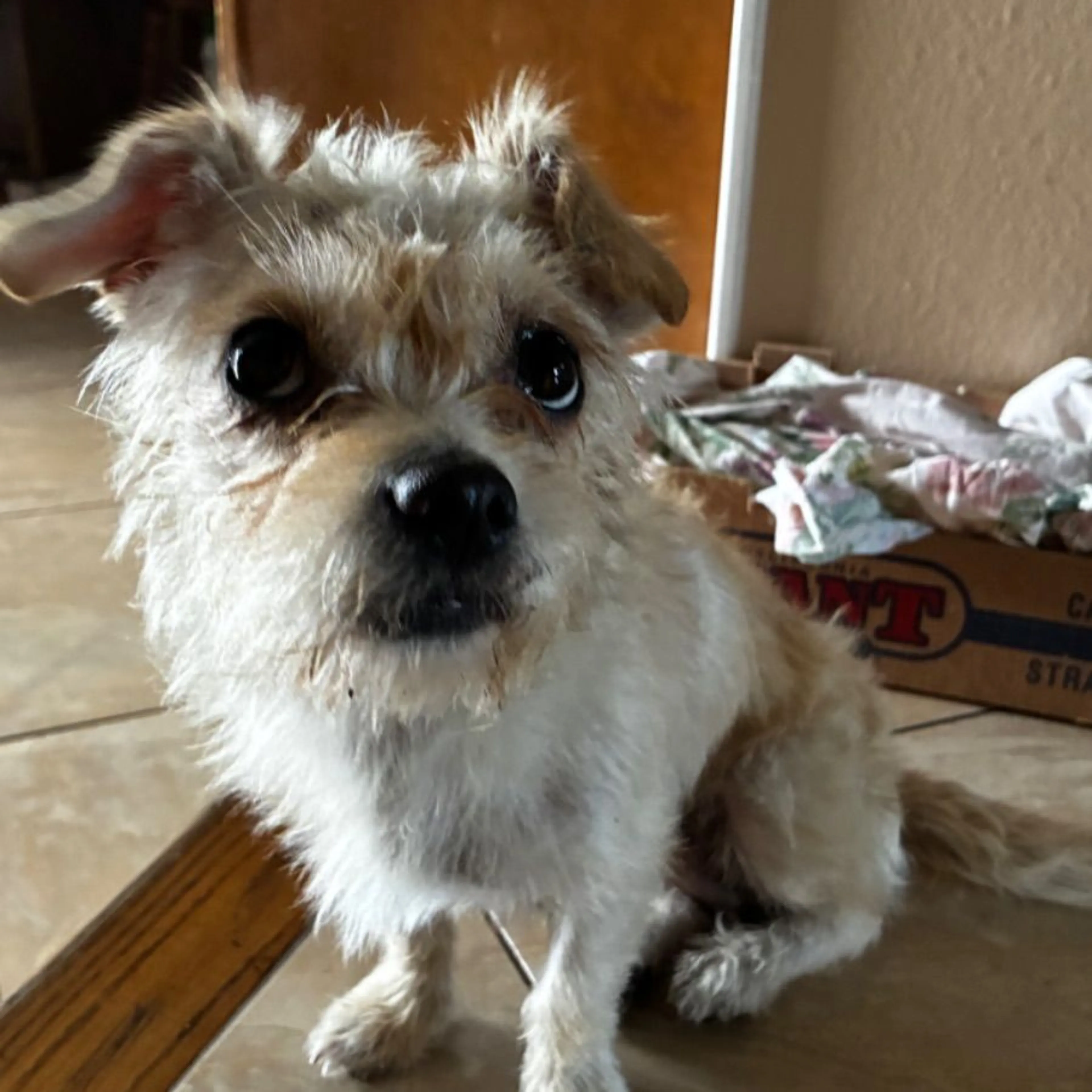 Found pet