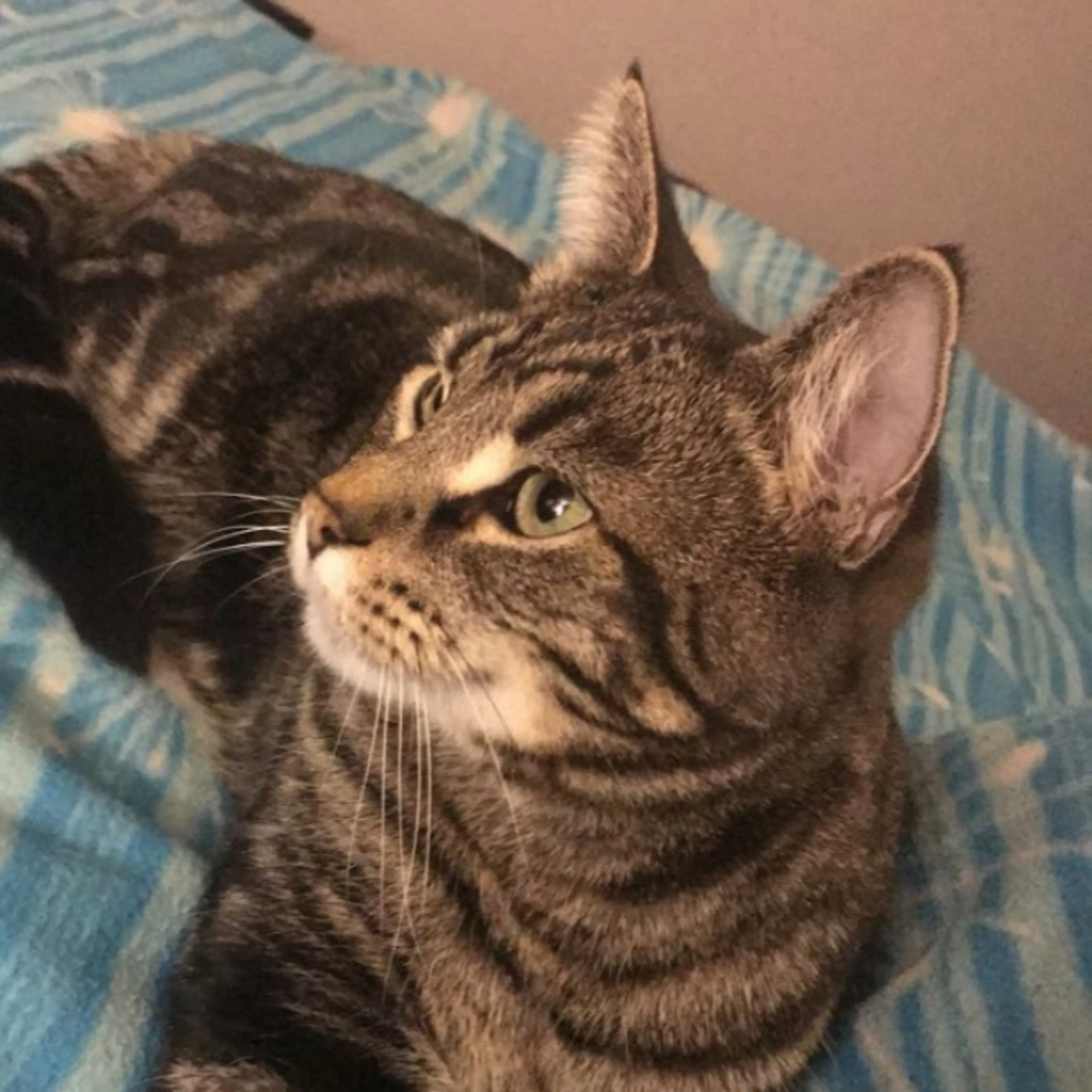 Lost pet