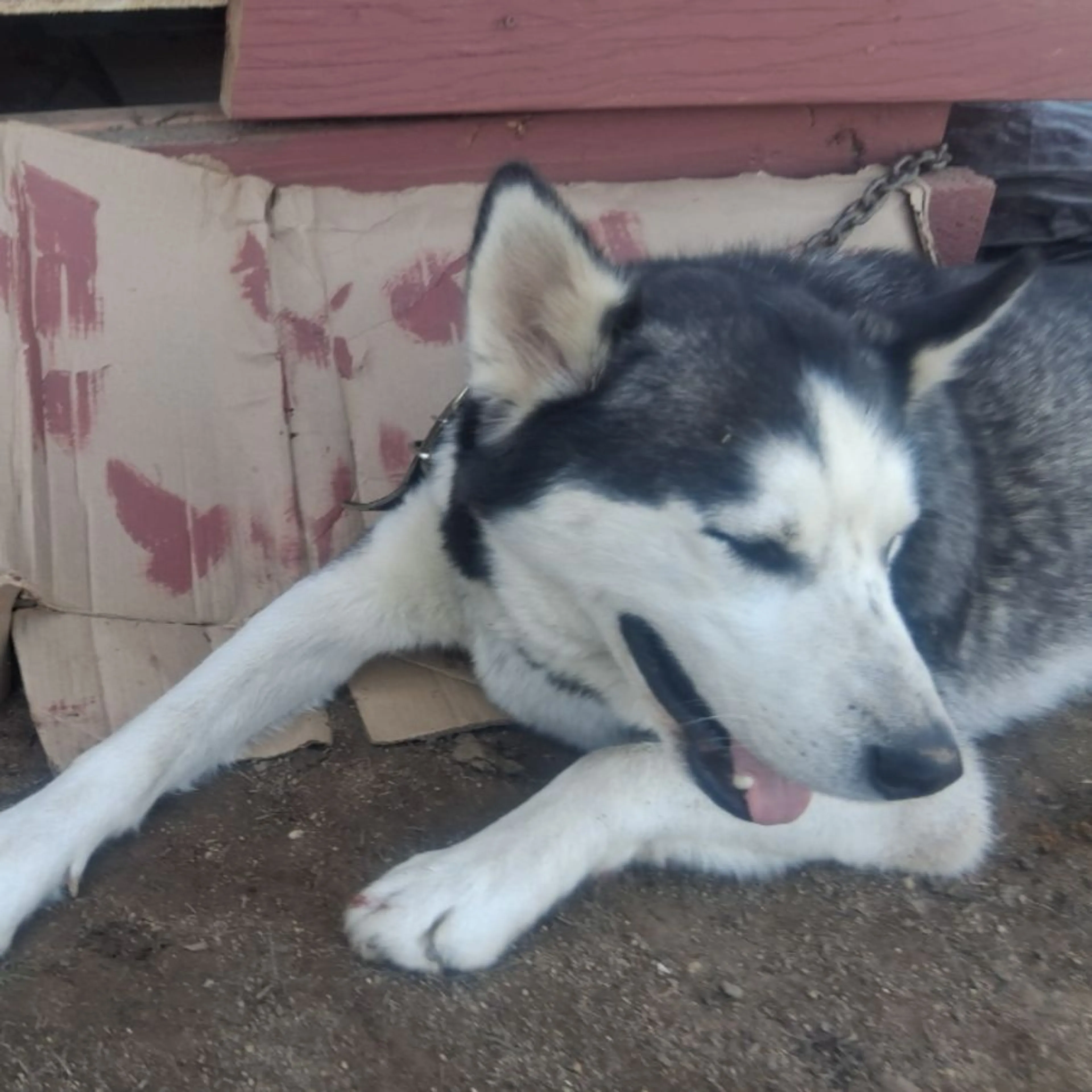 Lost pet