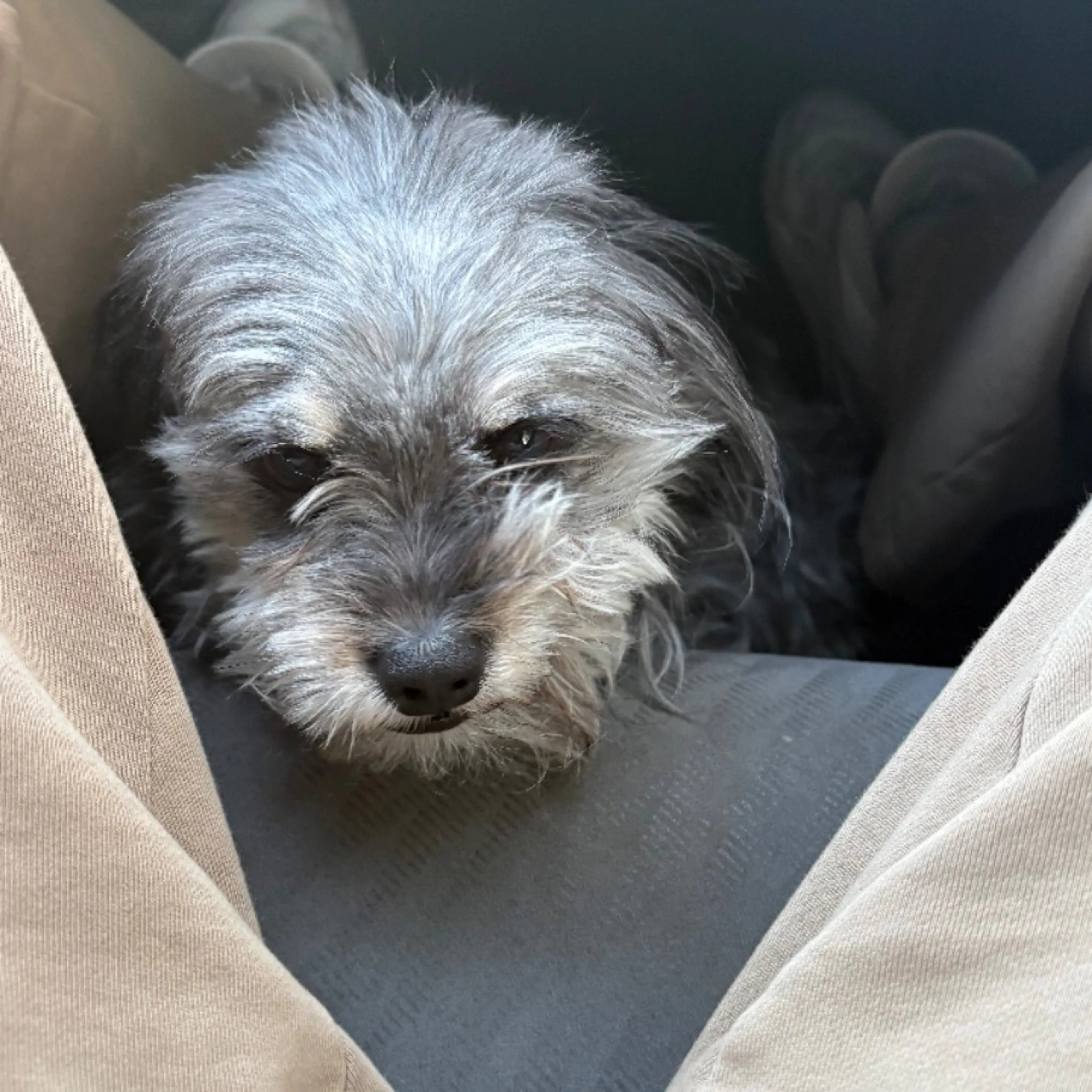 Lost pet