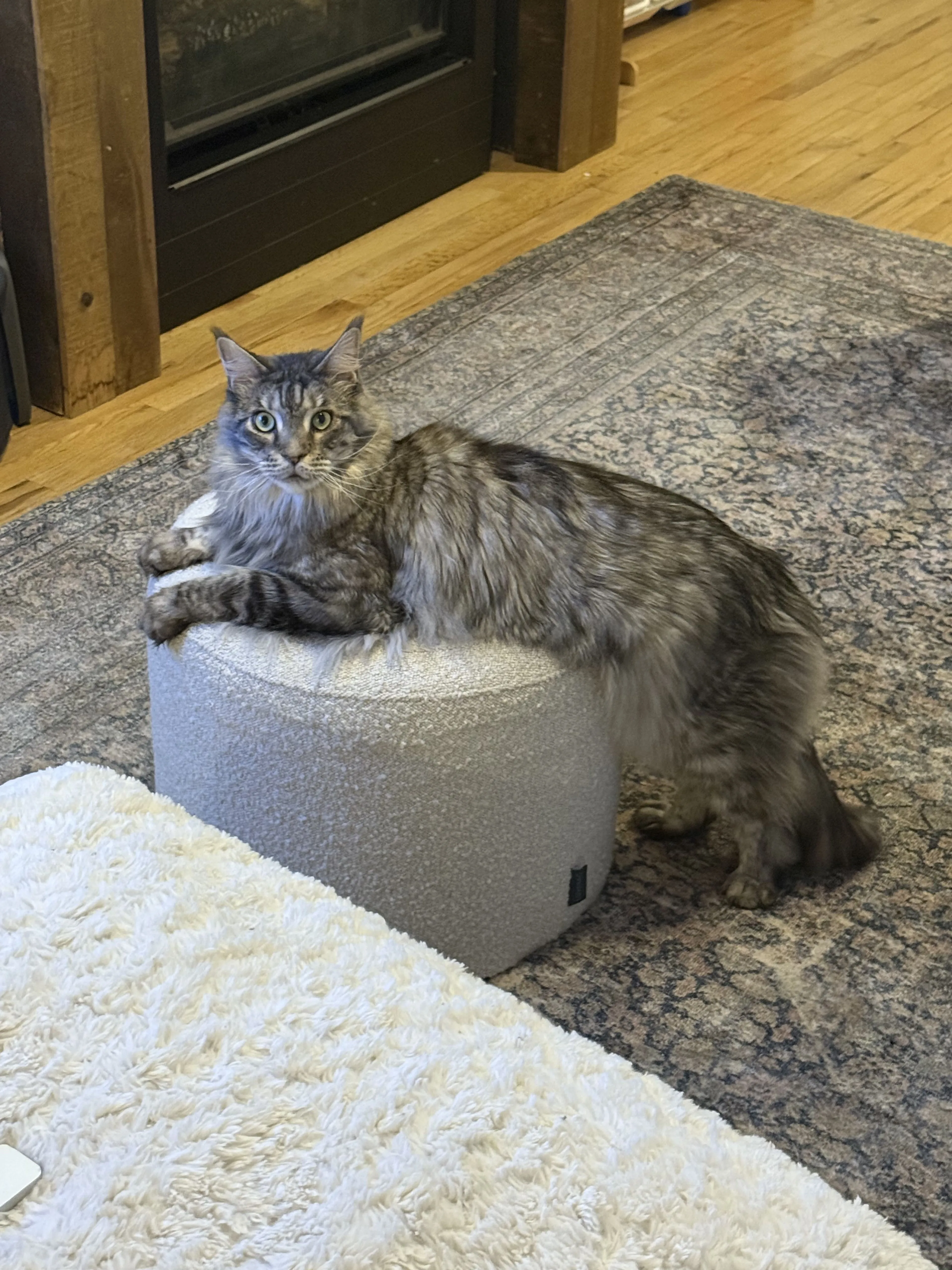 Lost pet-2