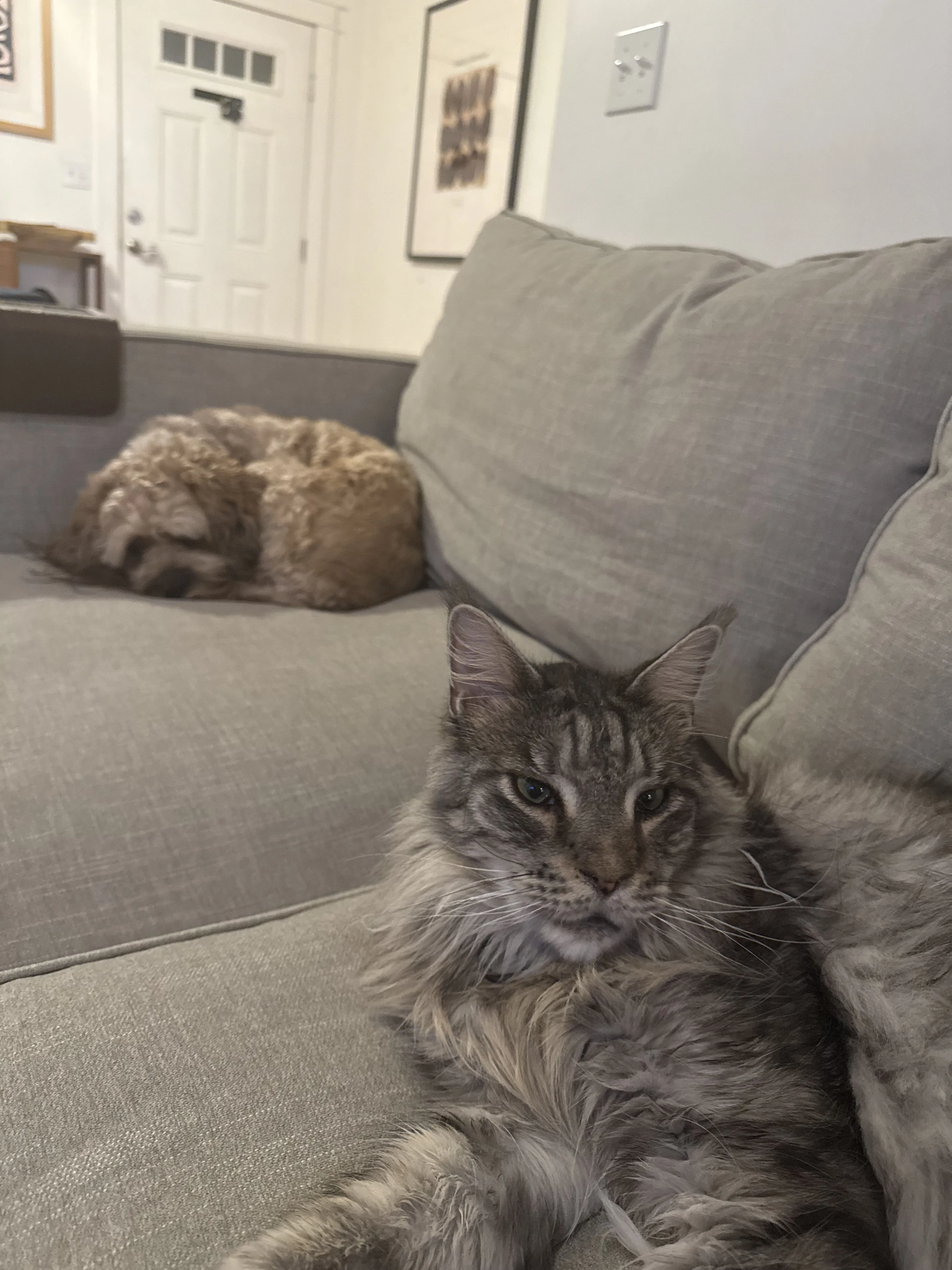 Lost pet-1