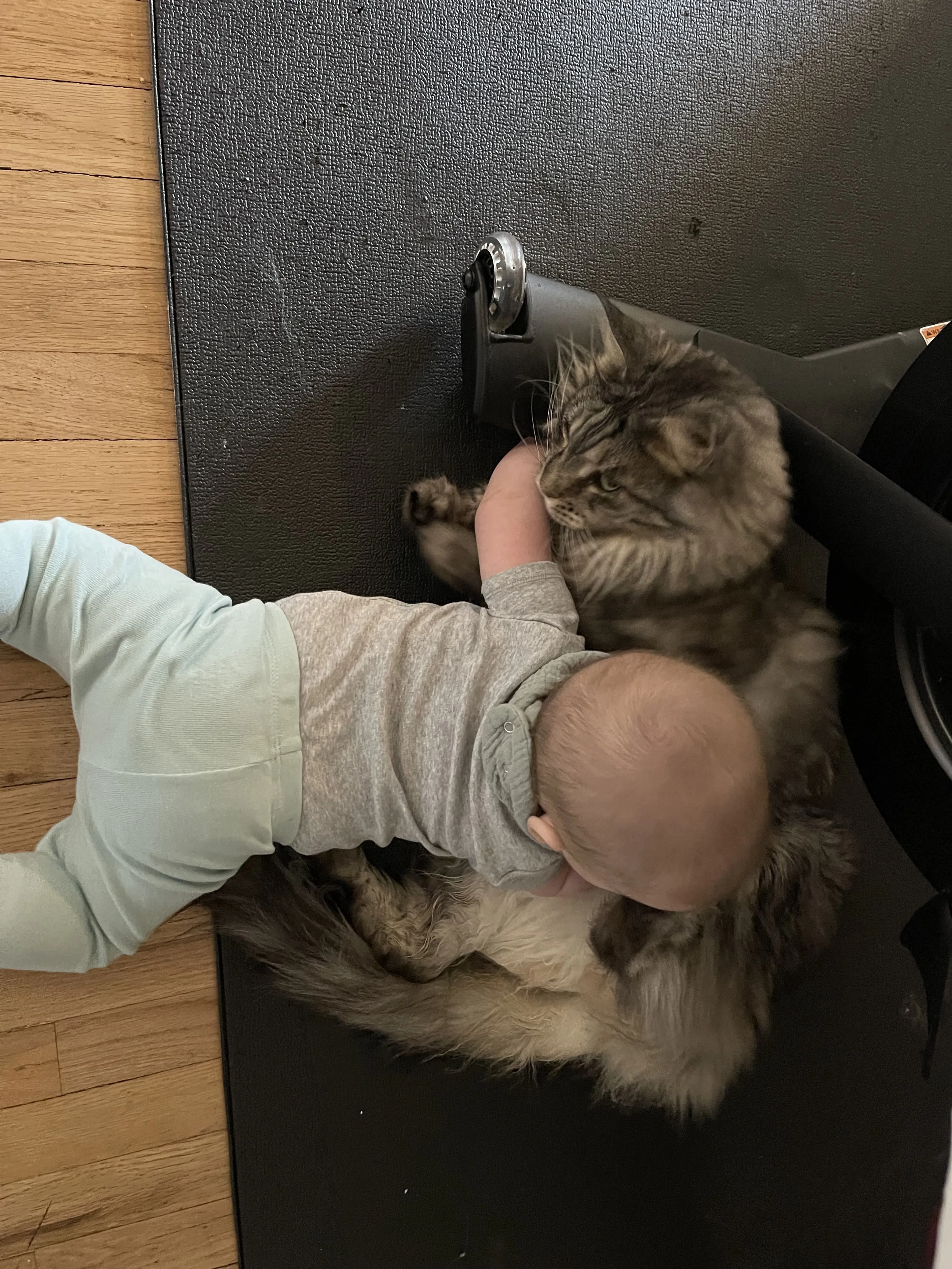 Lost pet-3