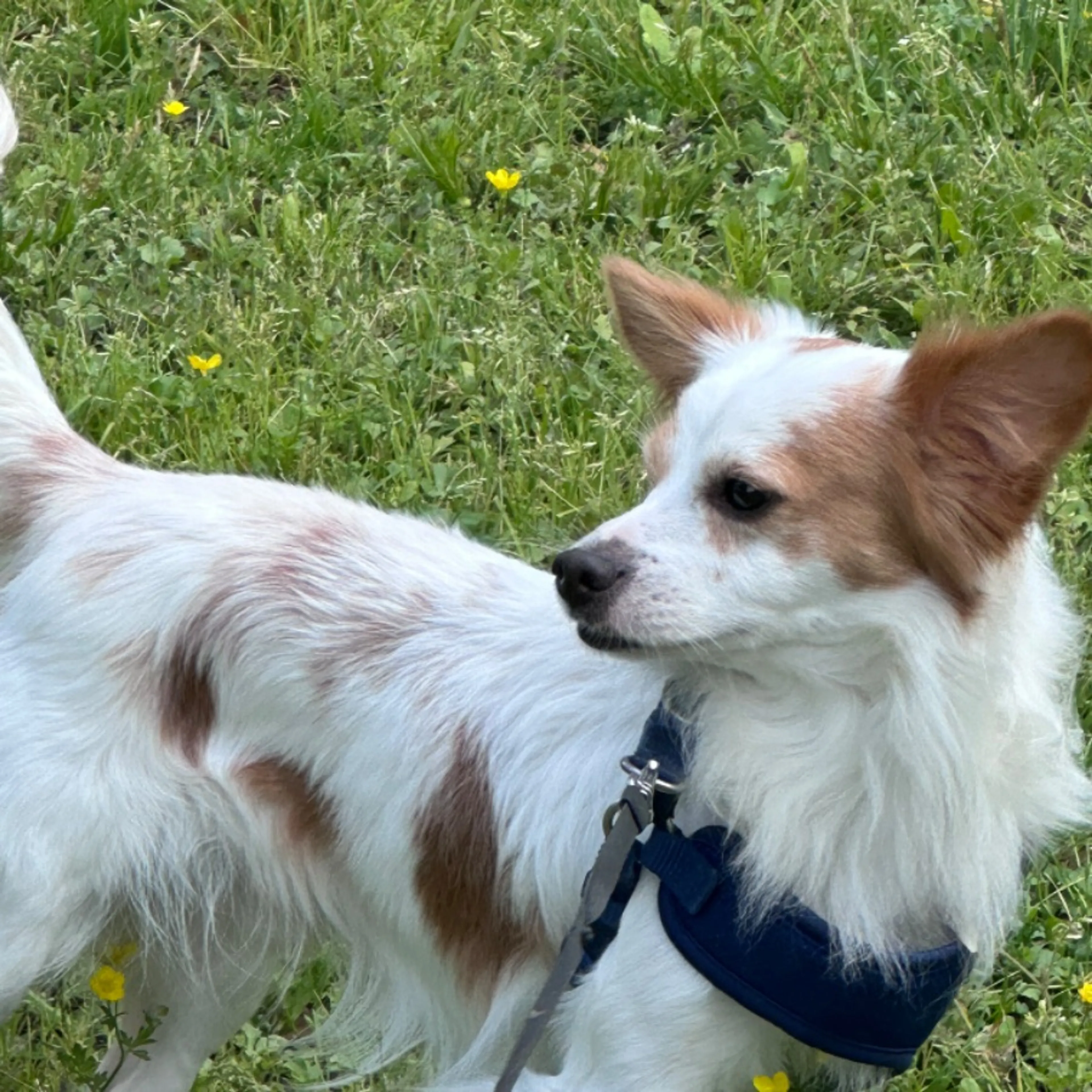Lost pet
