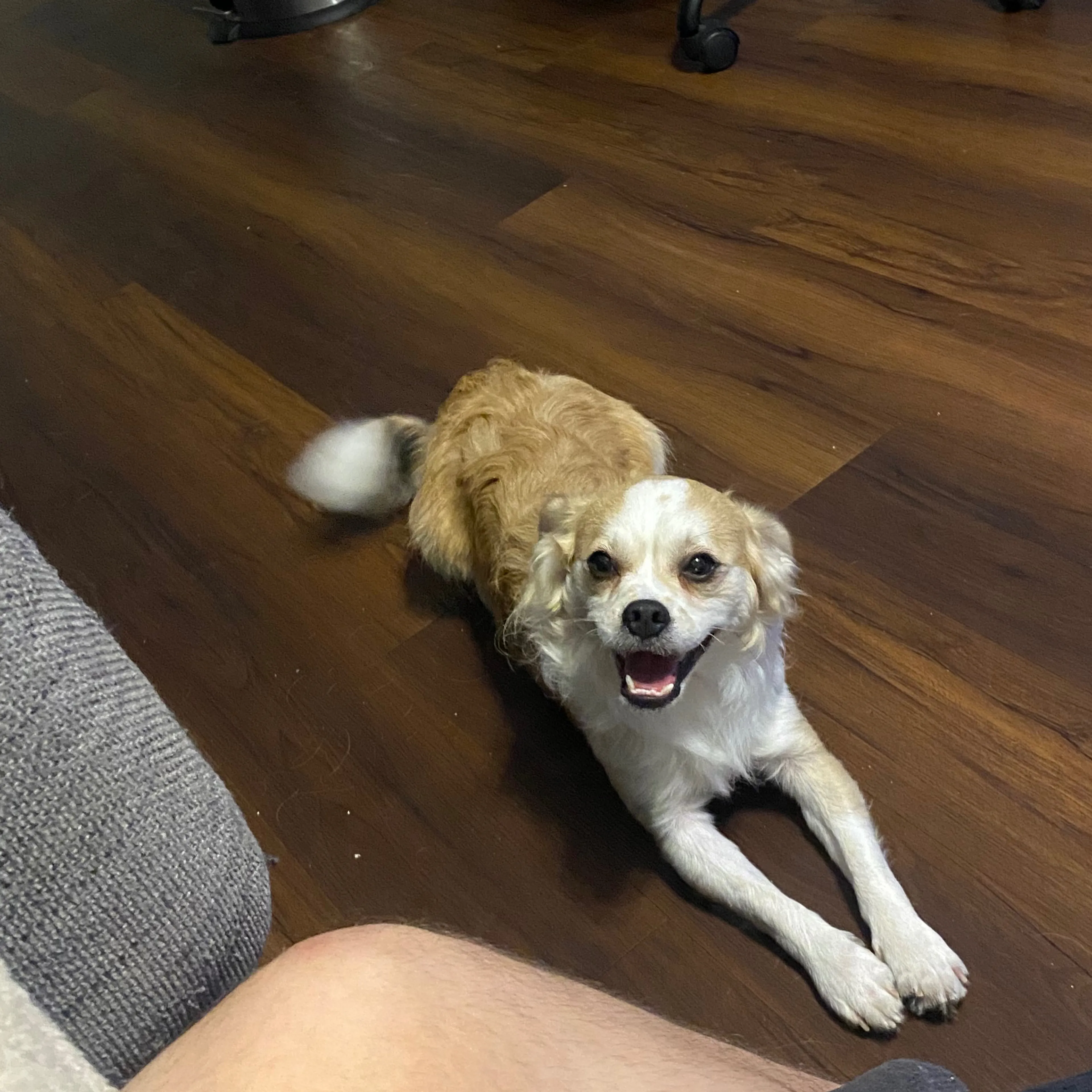 Lost pet-1