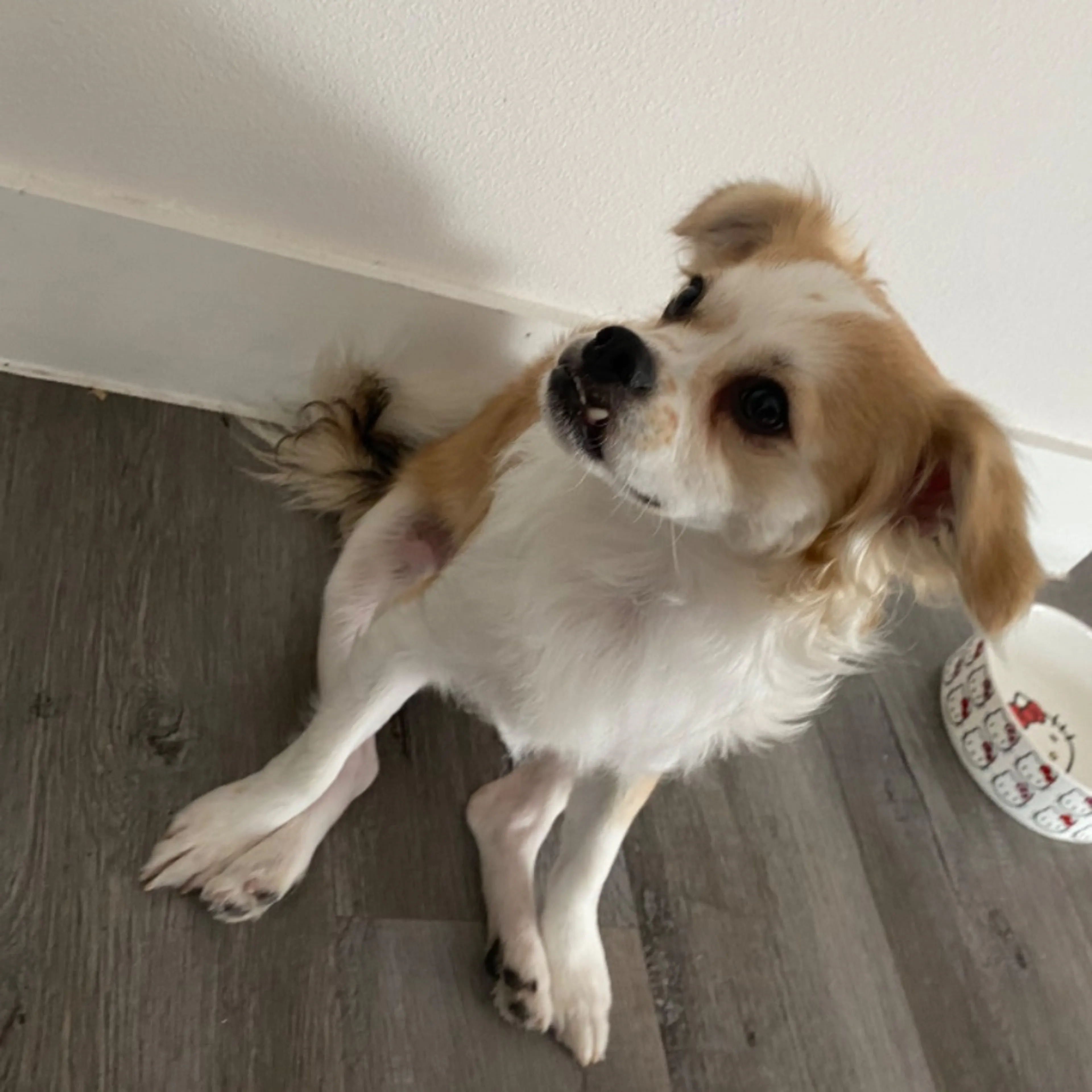 Lost pet-0