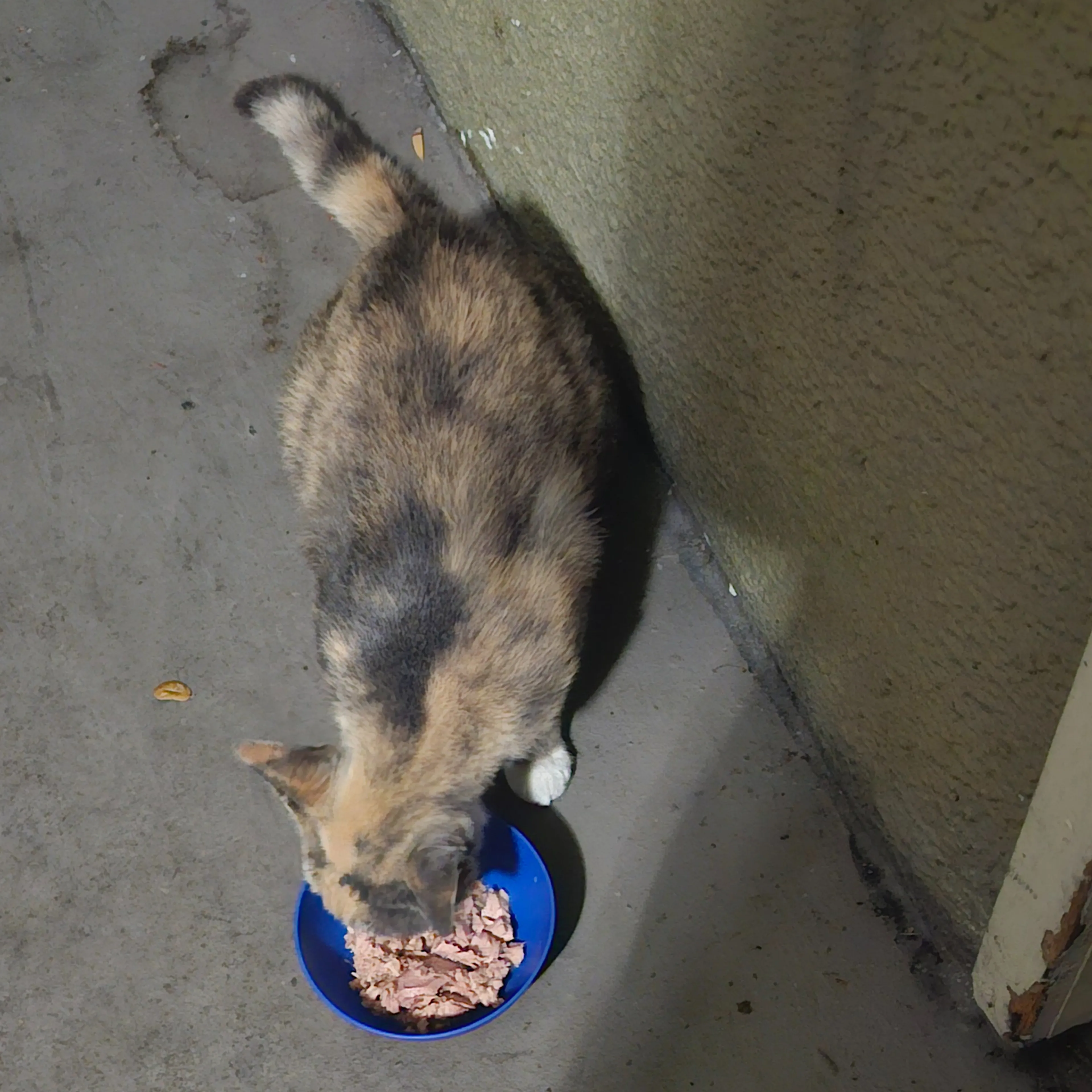Found pet-2