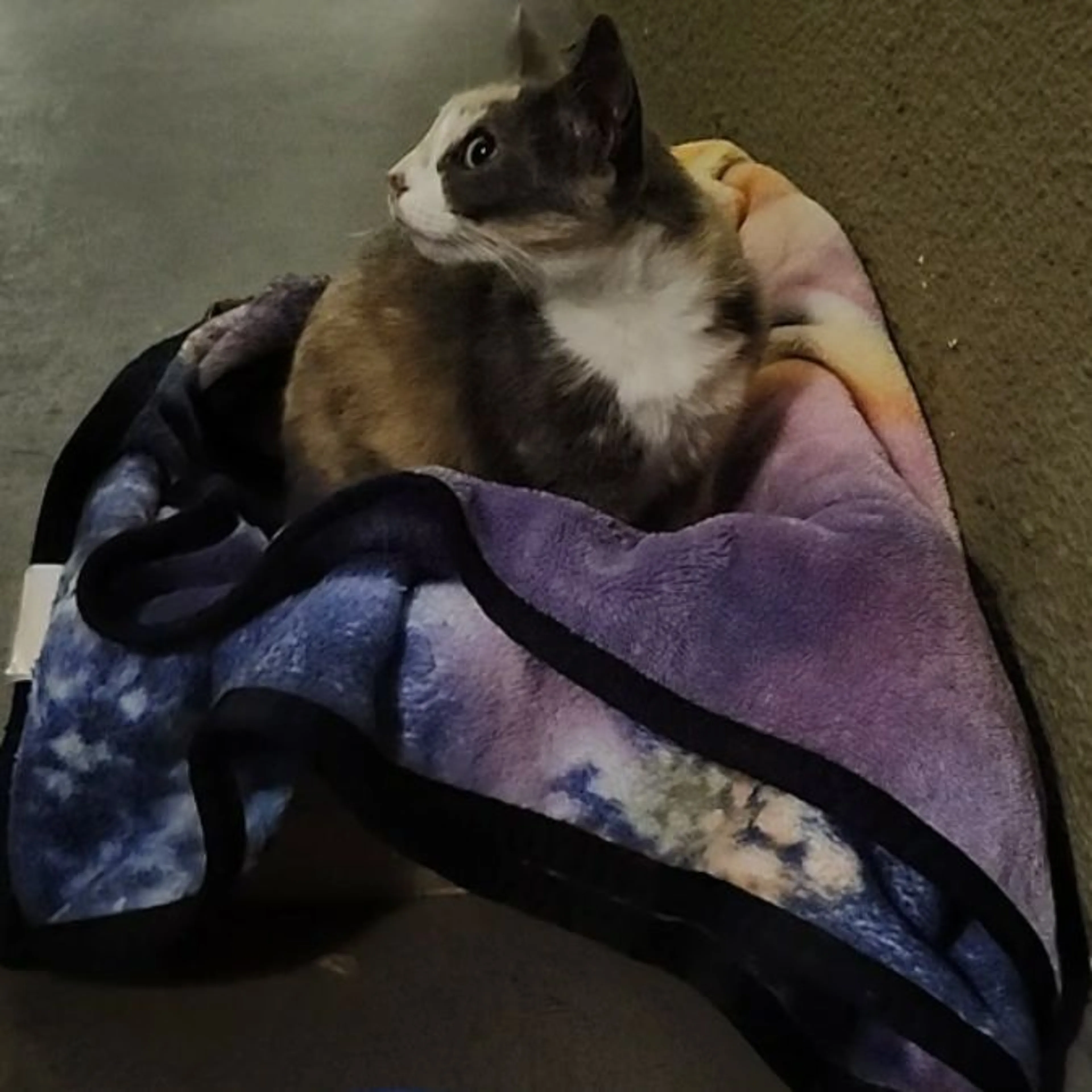 Found pet-0