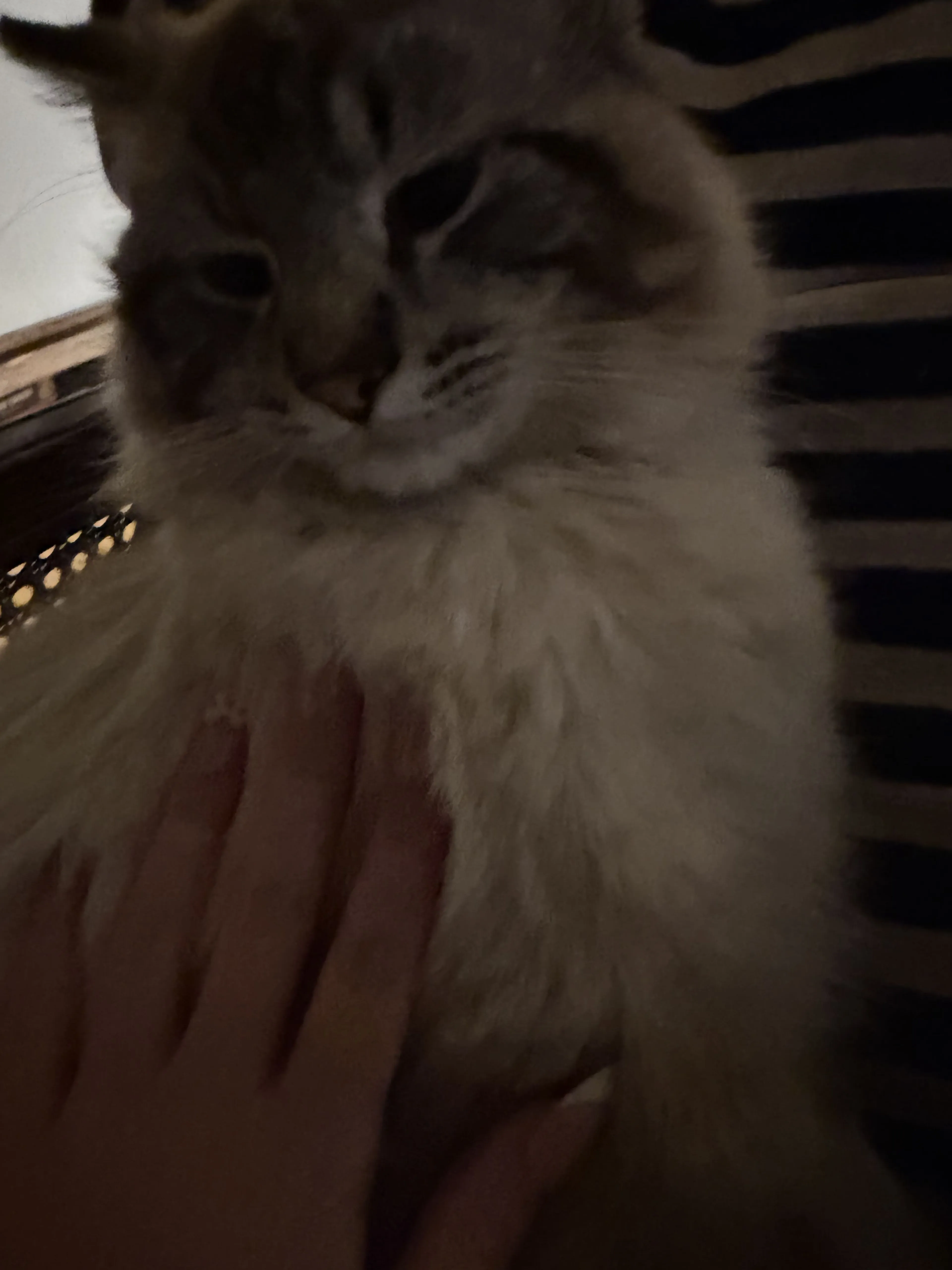 Lost pet-1