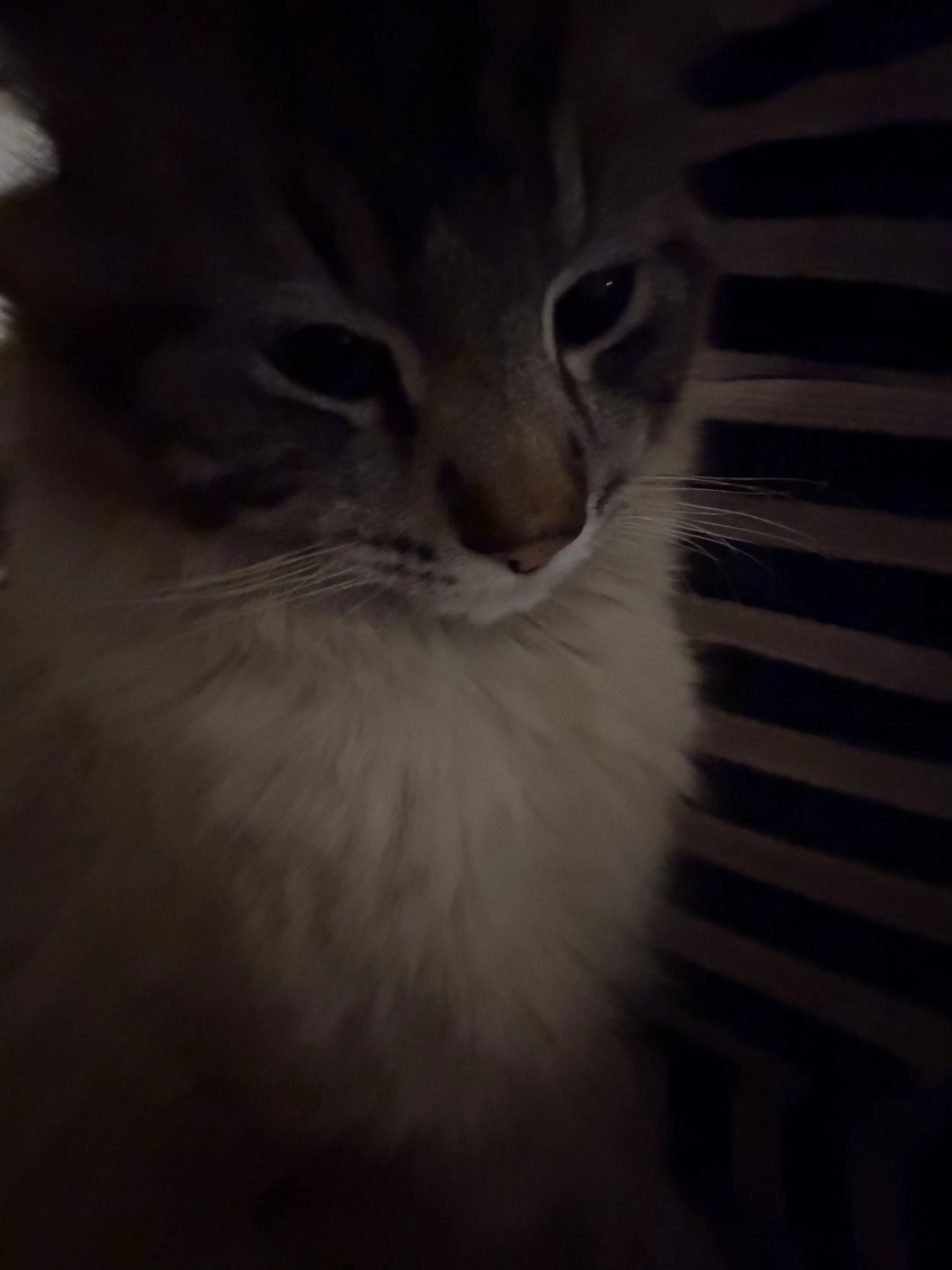 Lost pet-0