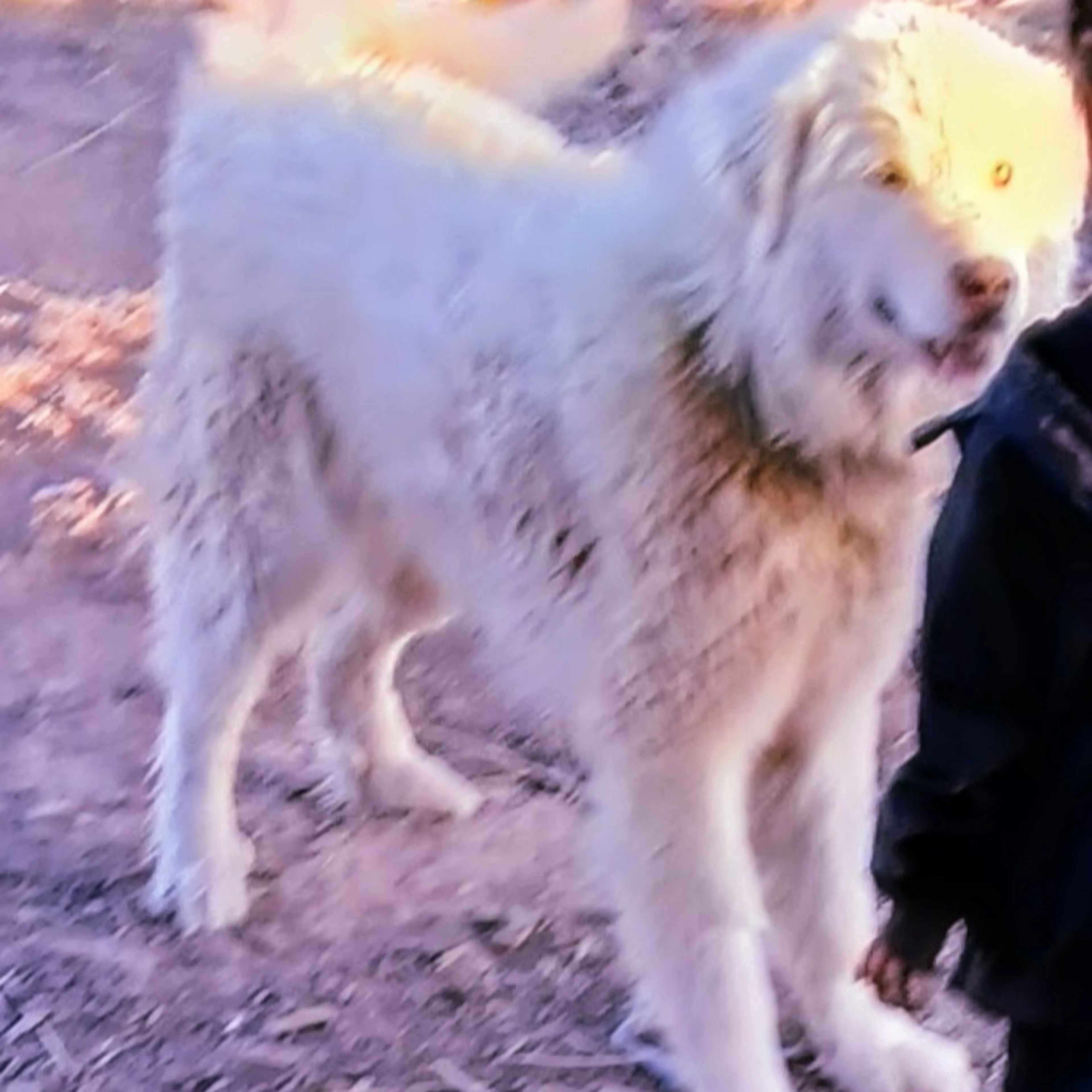 Lost pet-1
