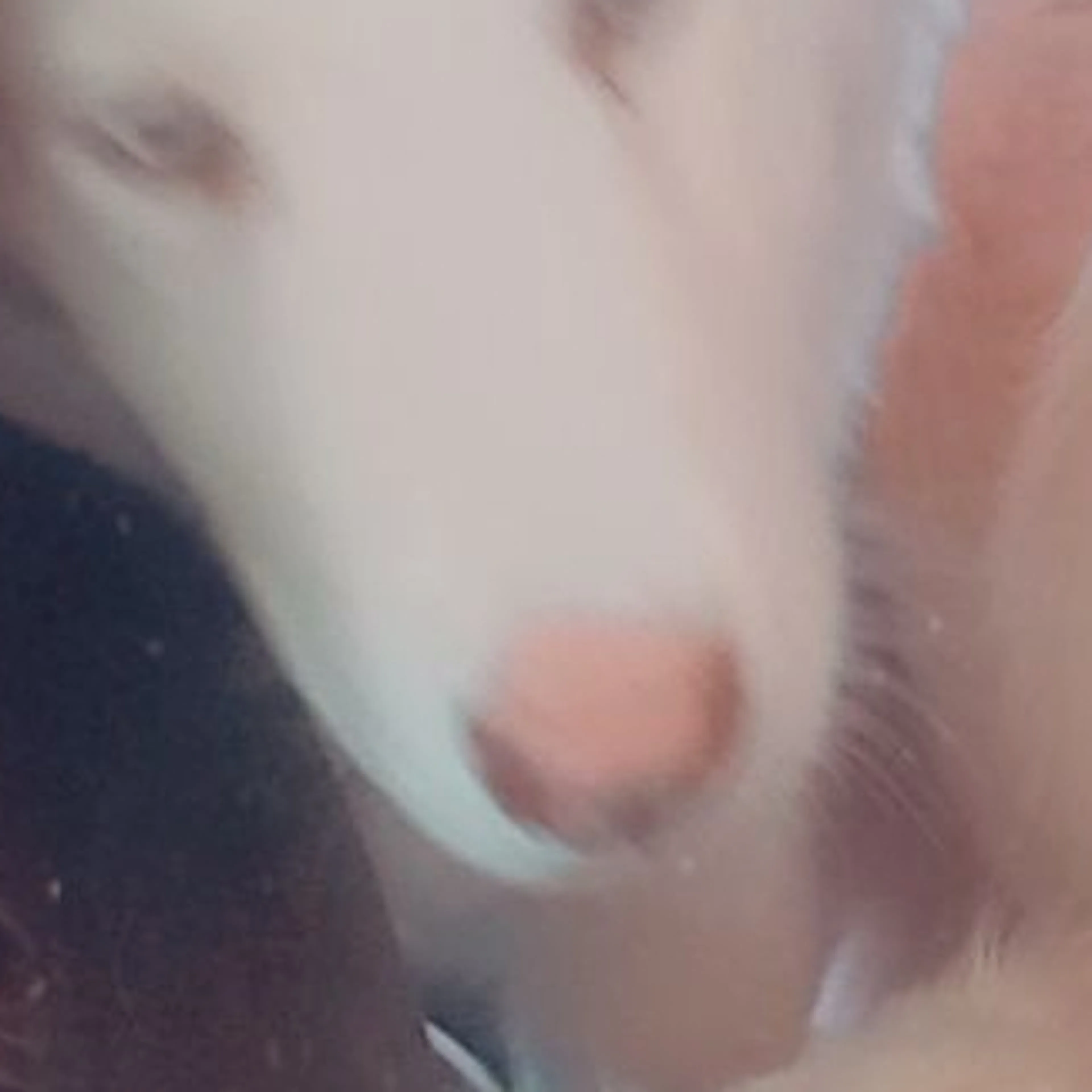 Lost pet-3