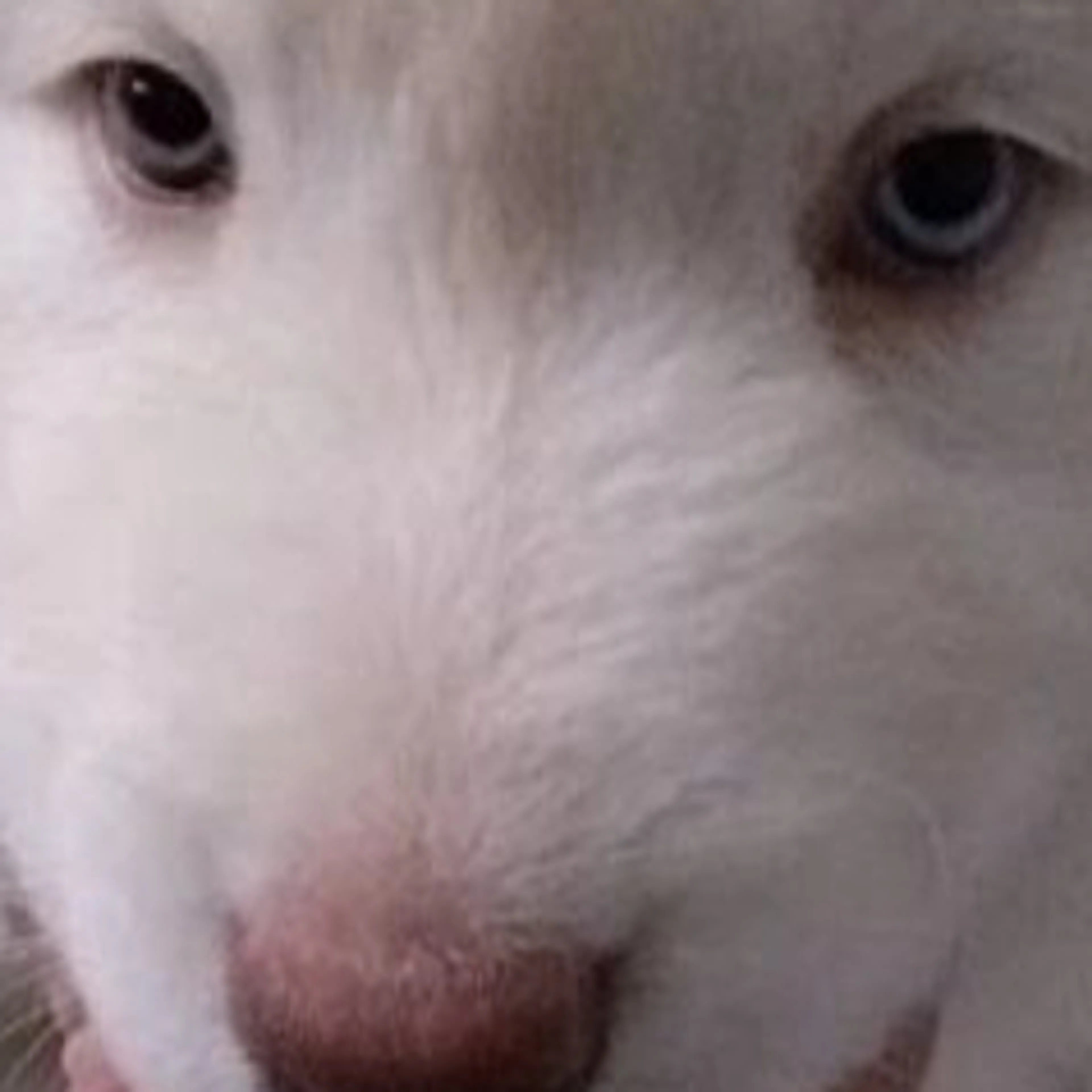 Lost pet-0