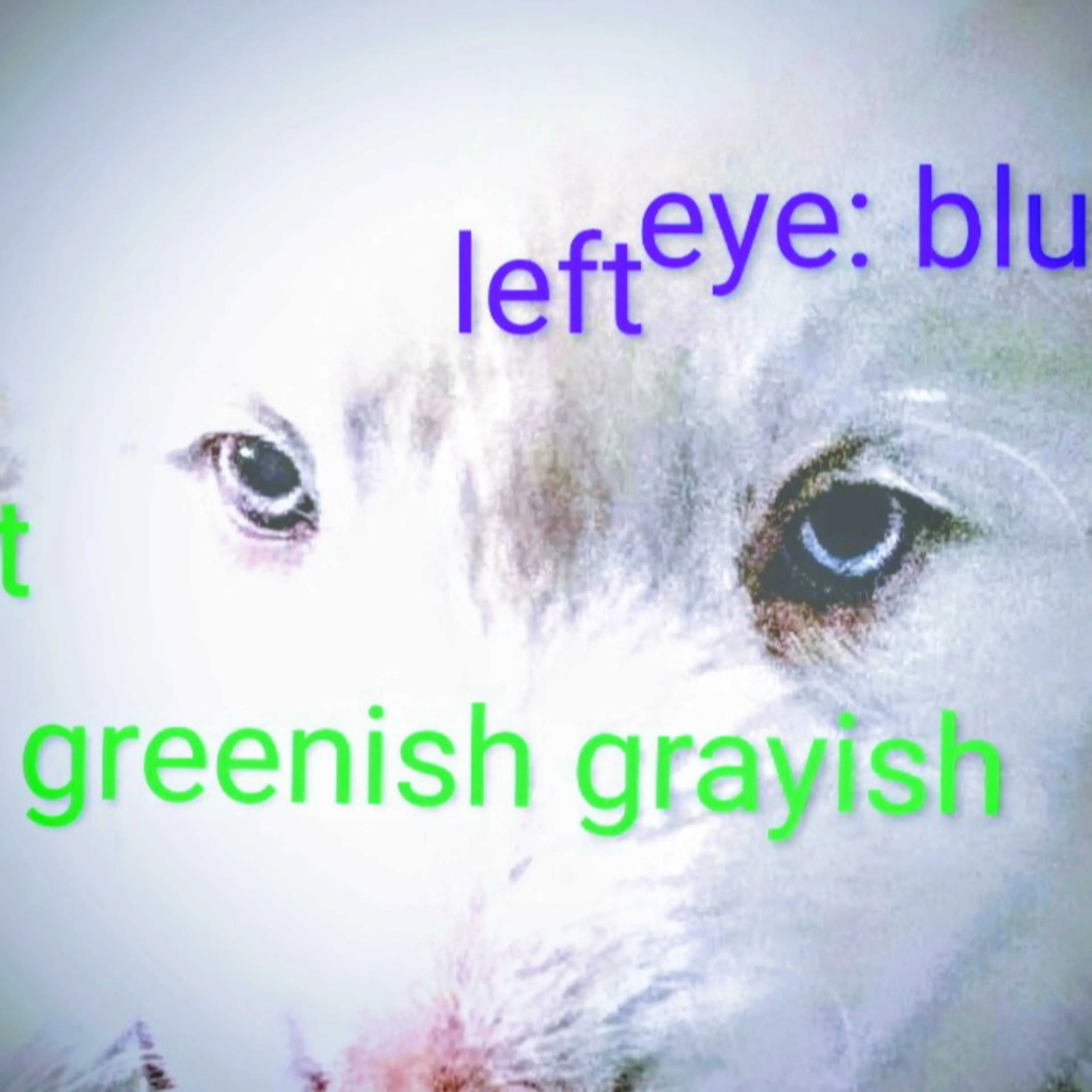 Lost pet-2