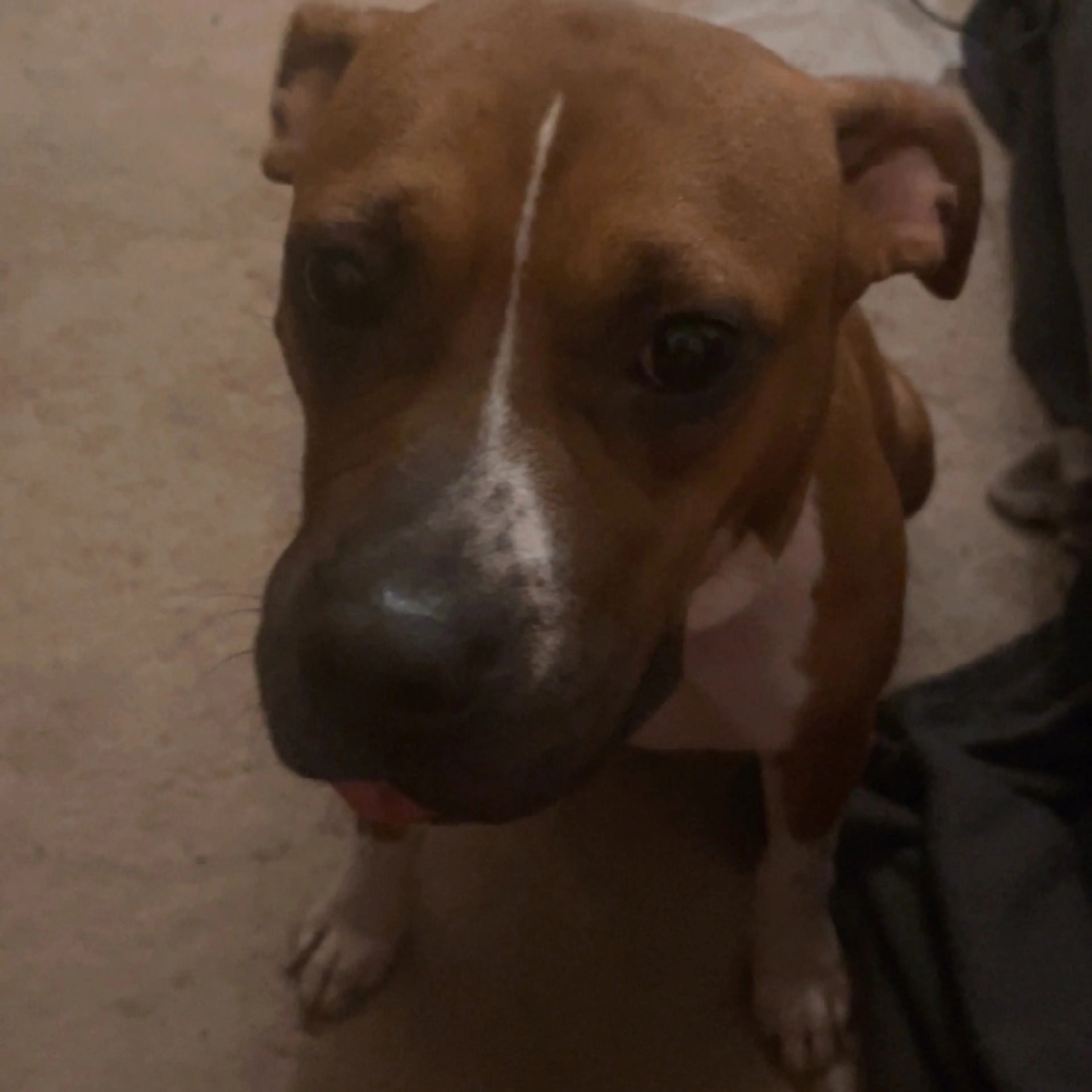 Lost pet