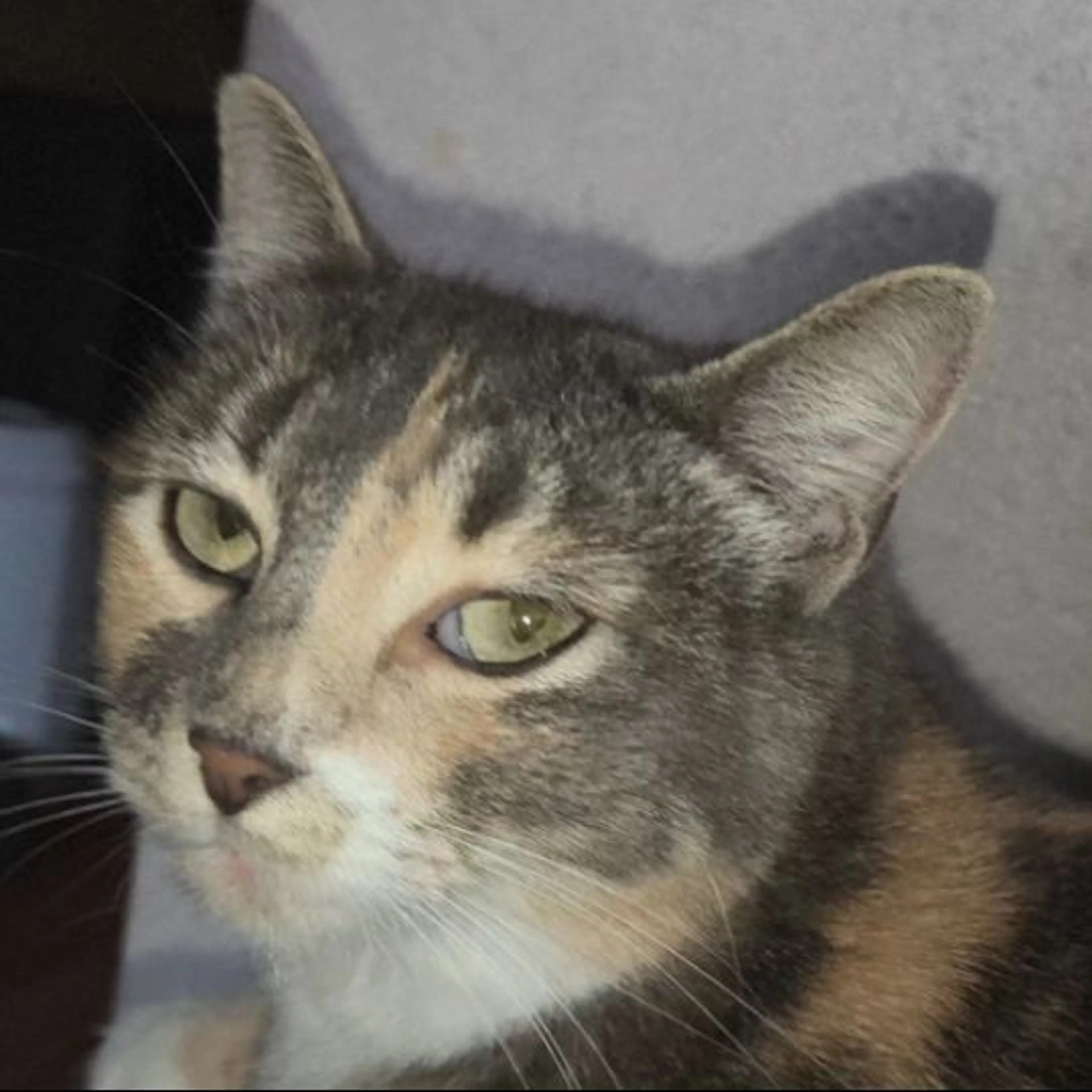 Lost pet