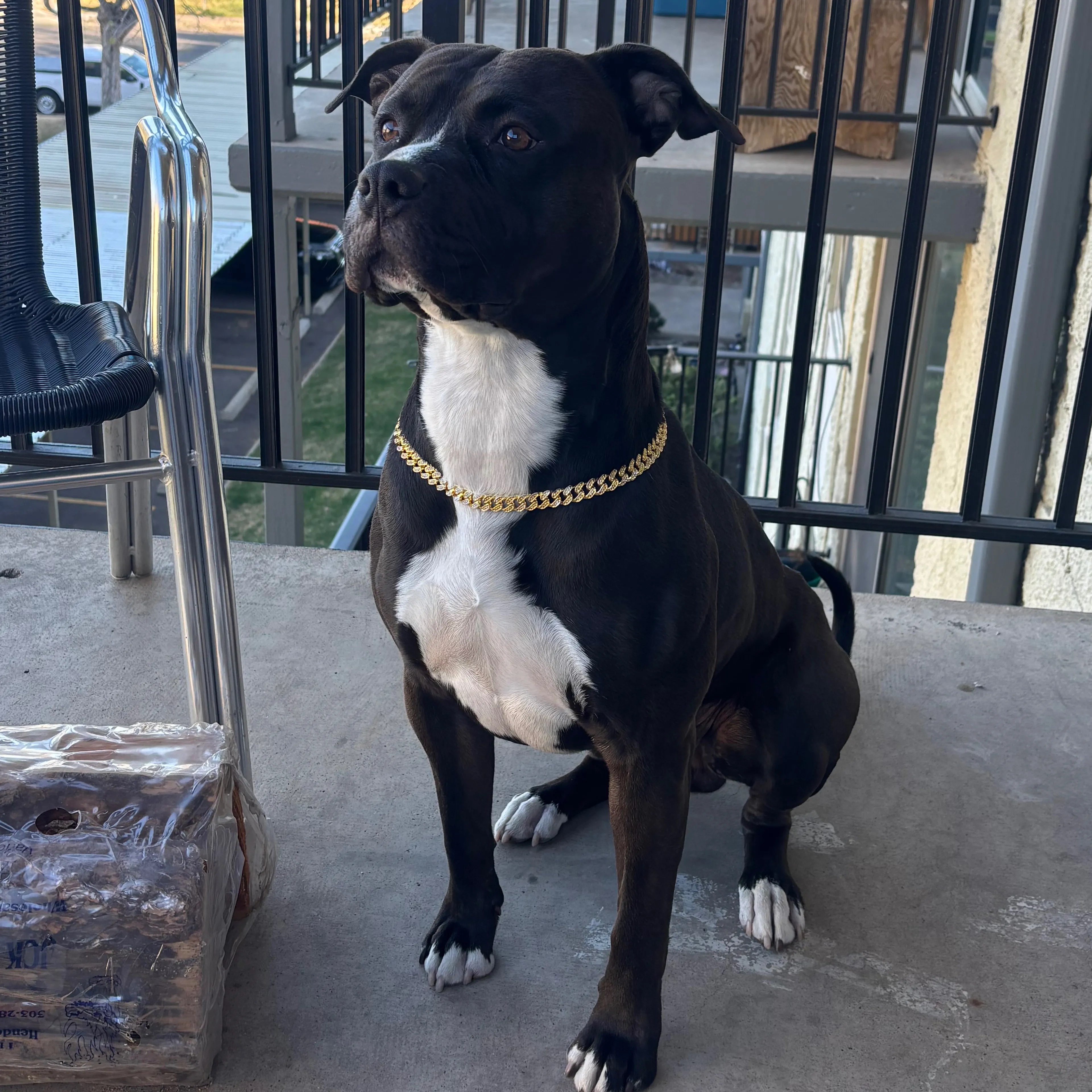 Lost pet-1