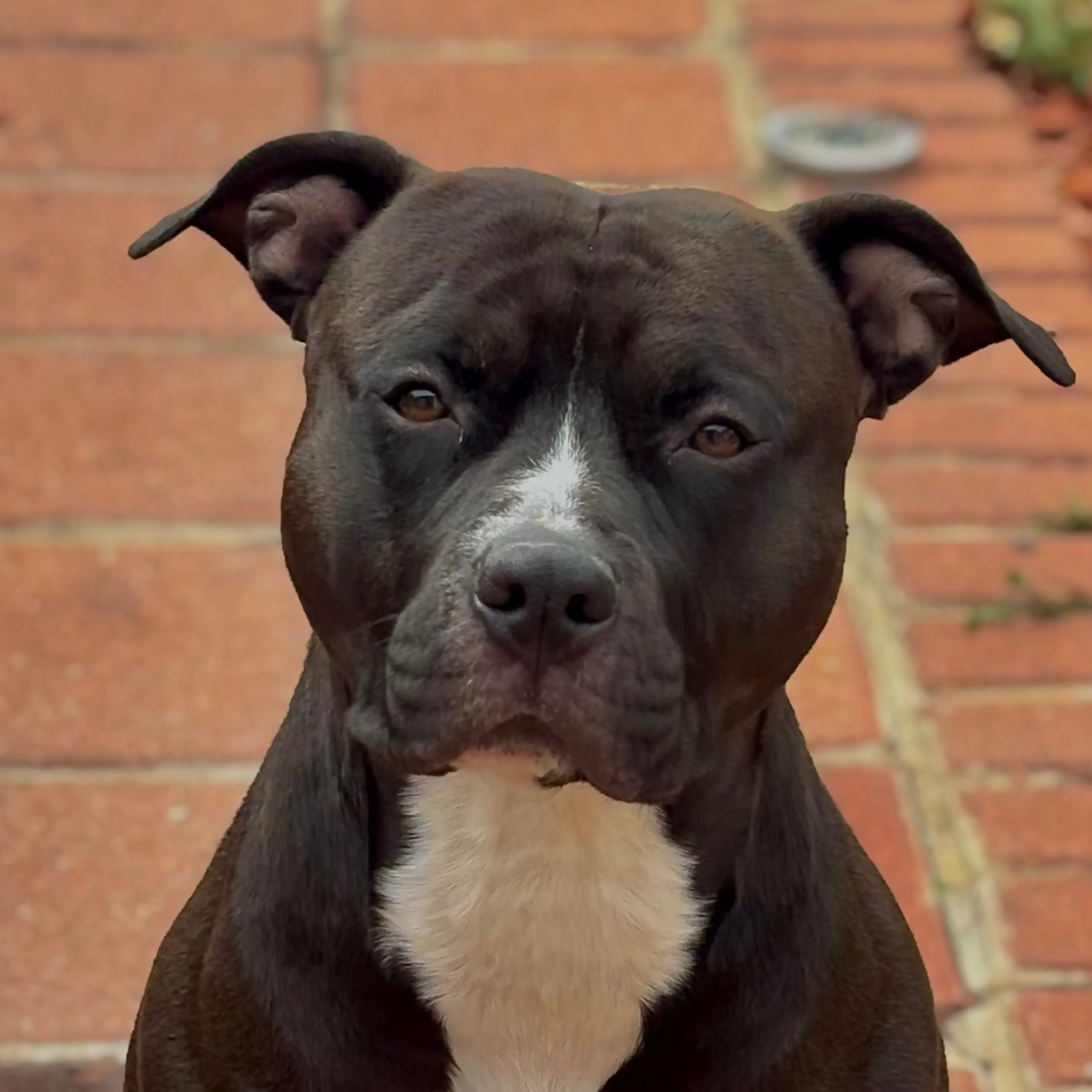 Lost pet-2