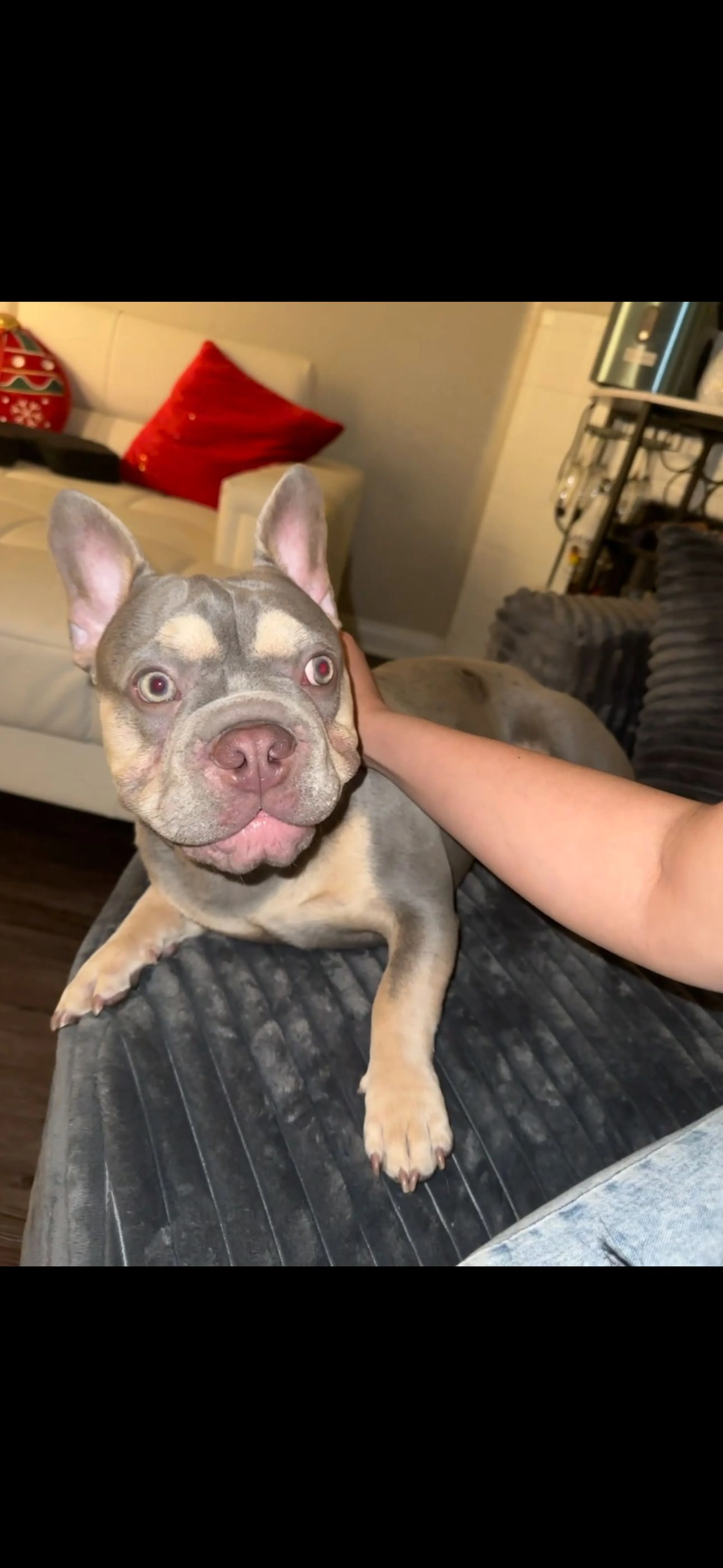 Lost pet-2