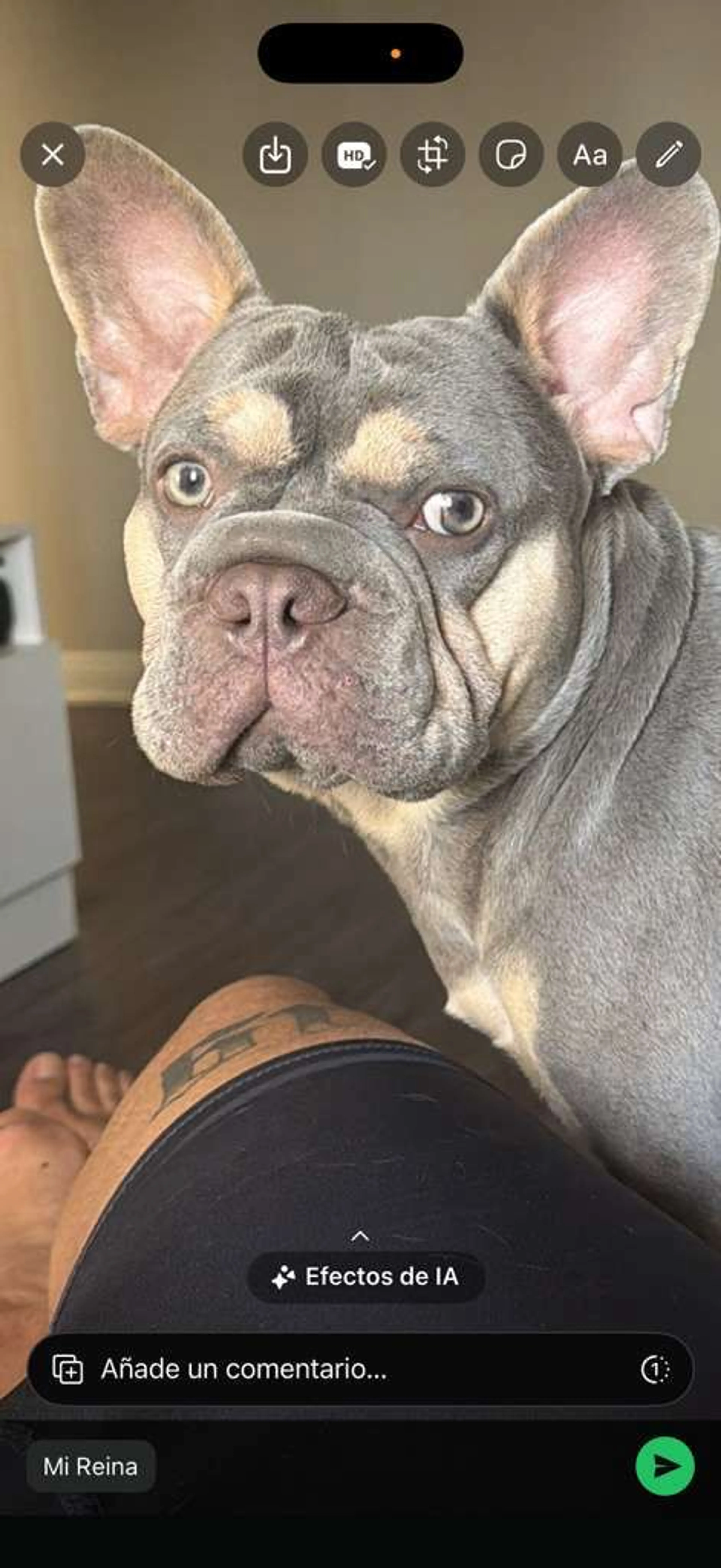 Lost pet-0