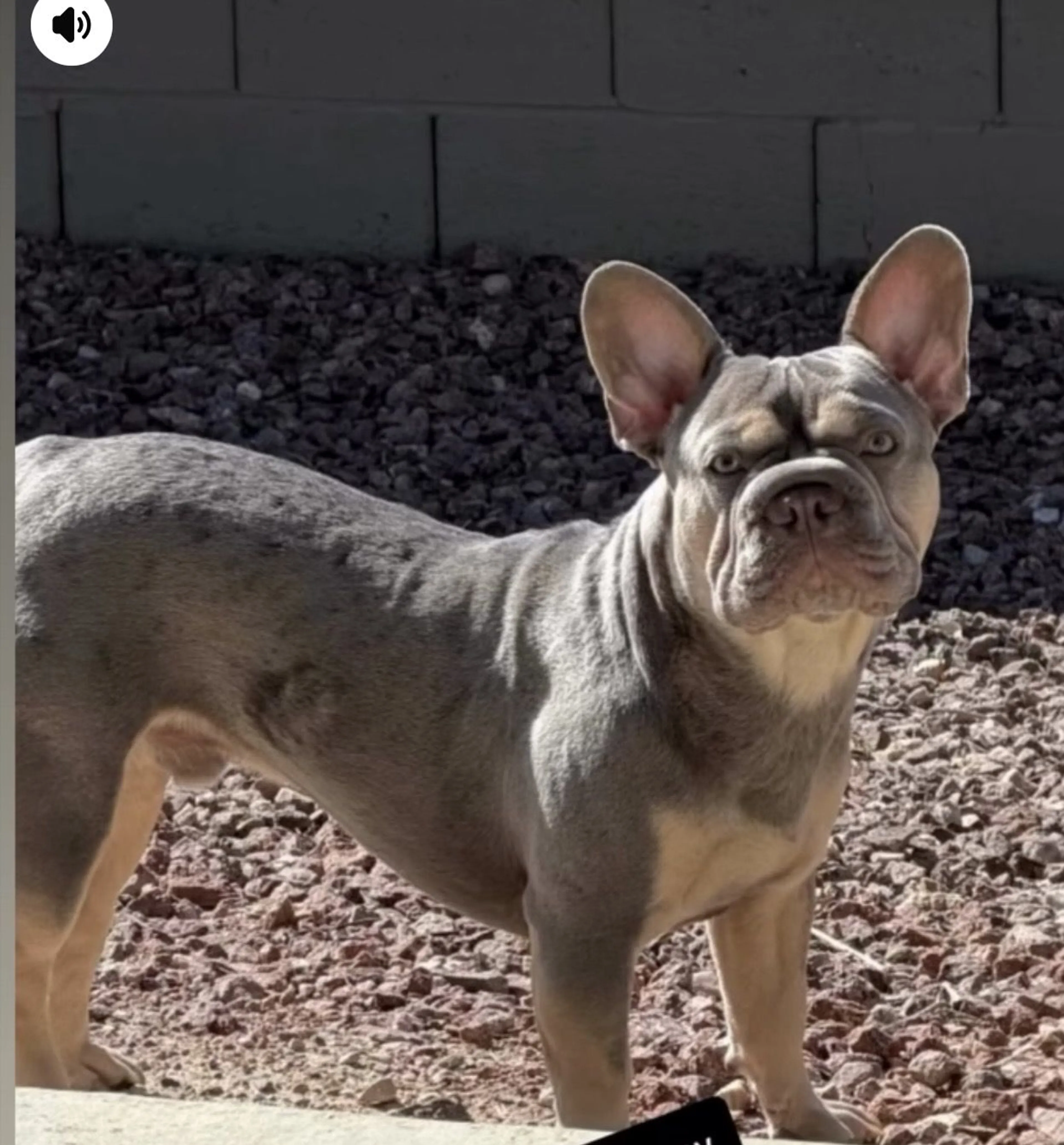 Lost pet-1
