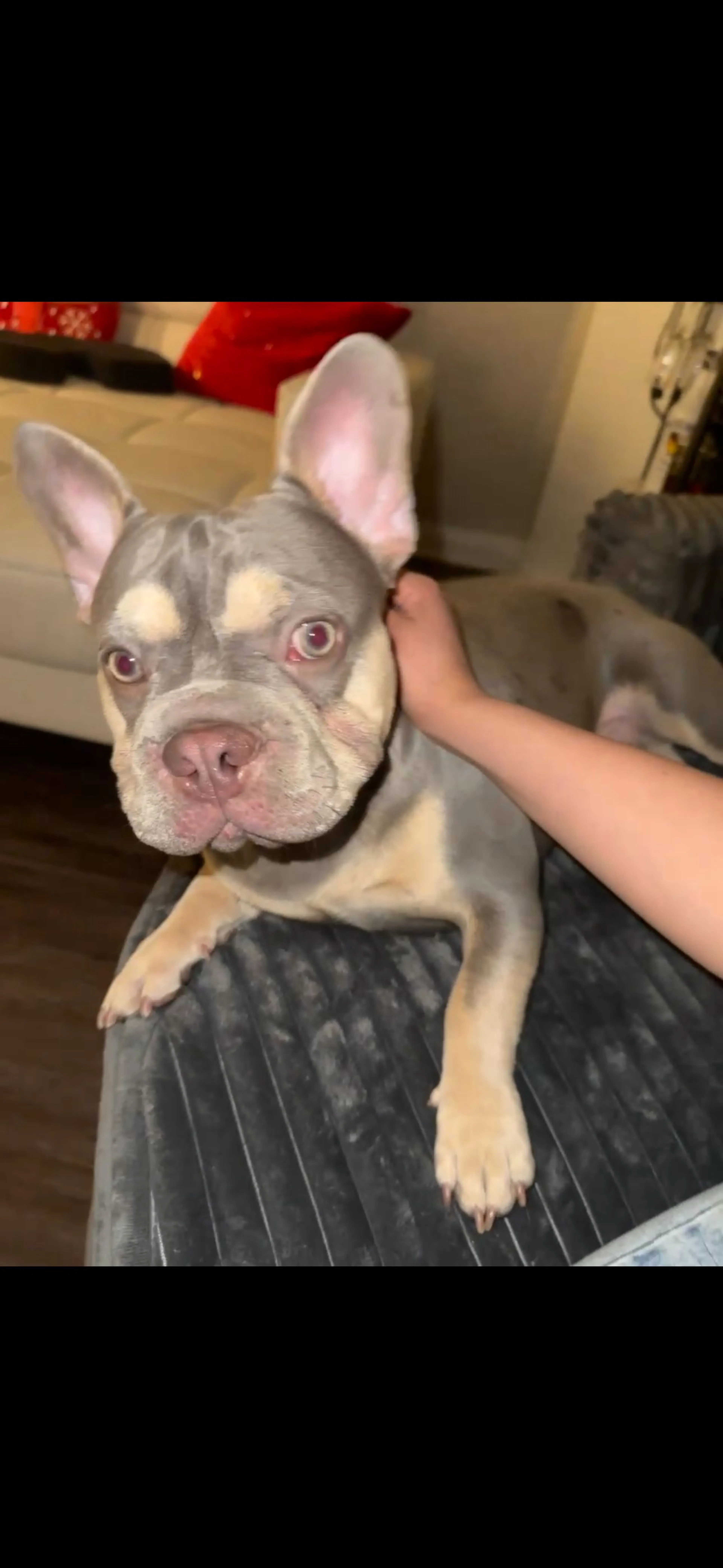 Lost pet-3