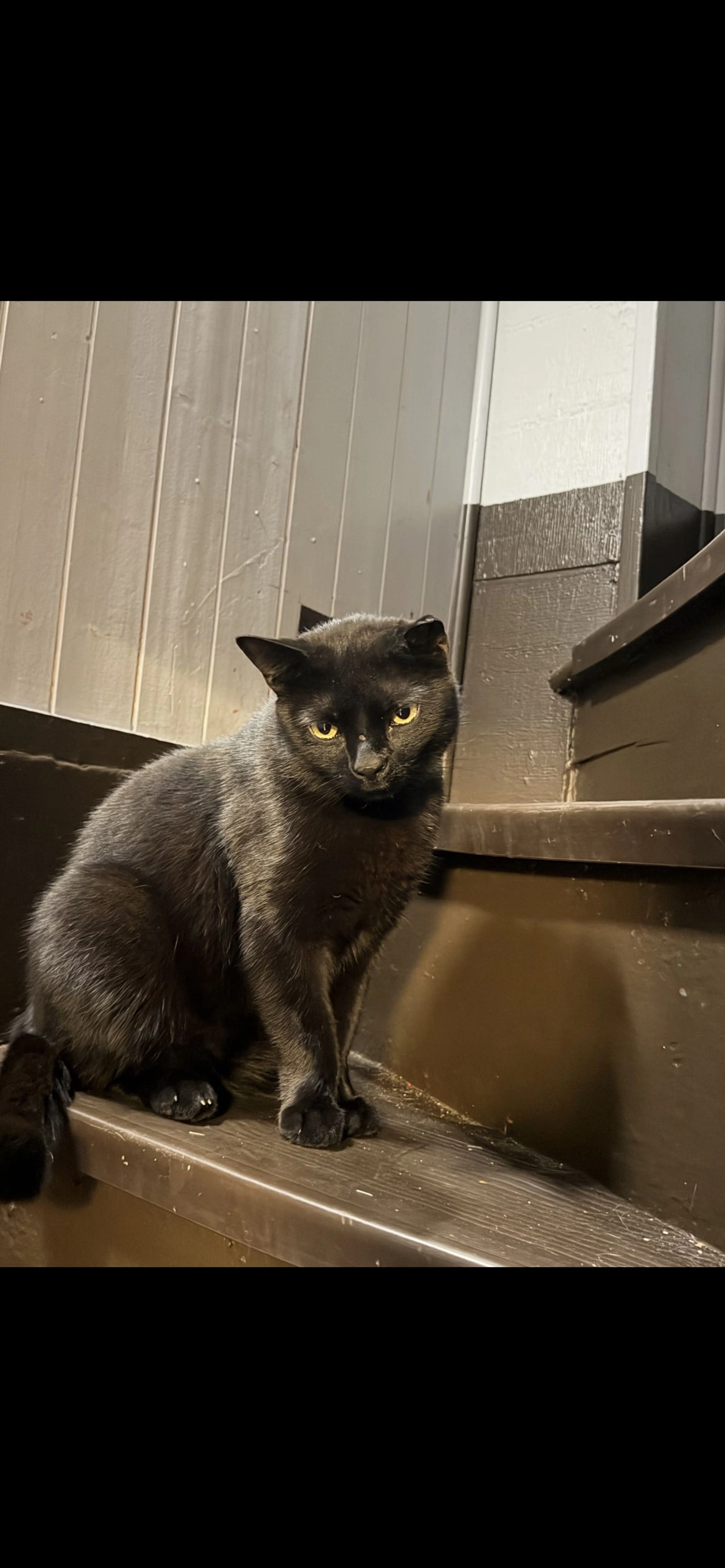 Lost pet-0