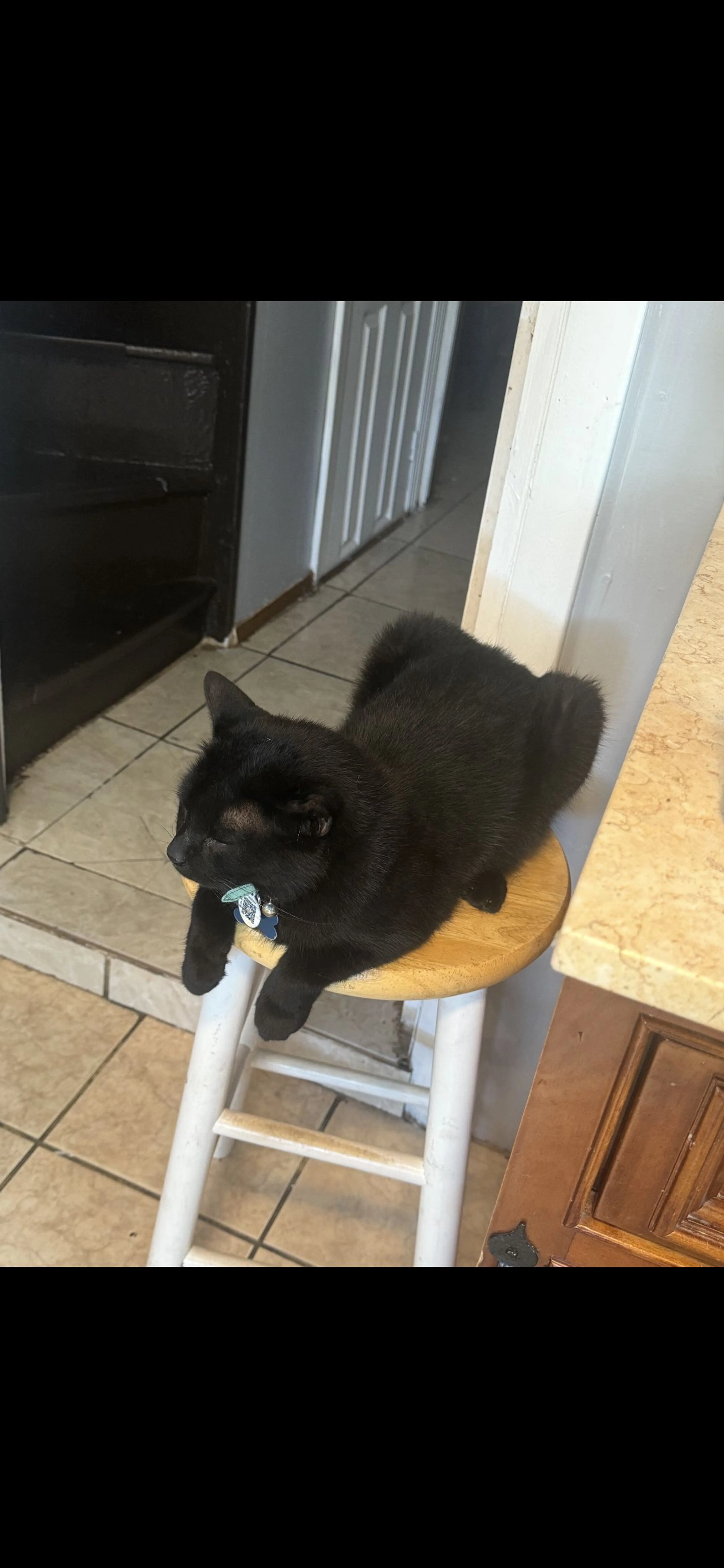 Lost pet-1