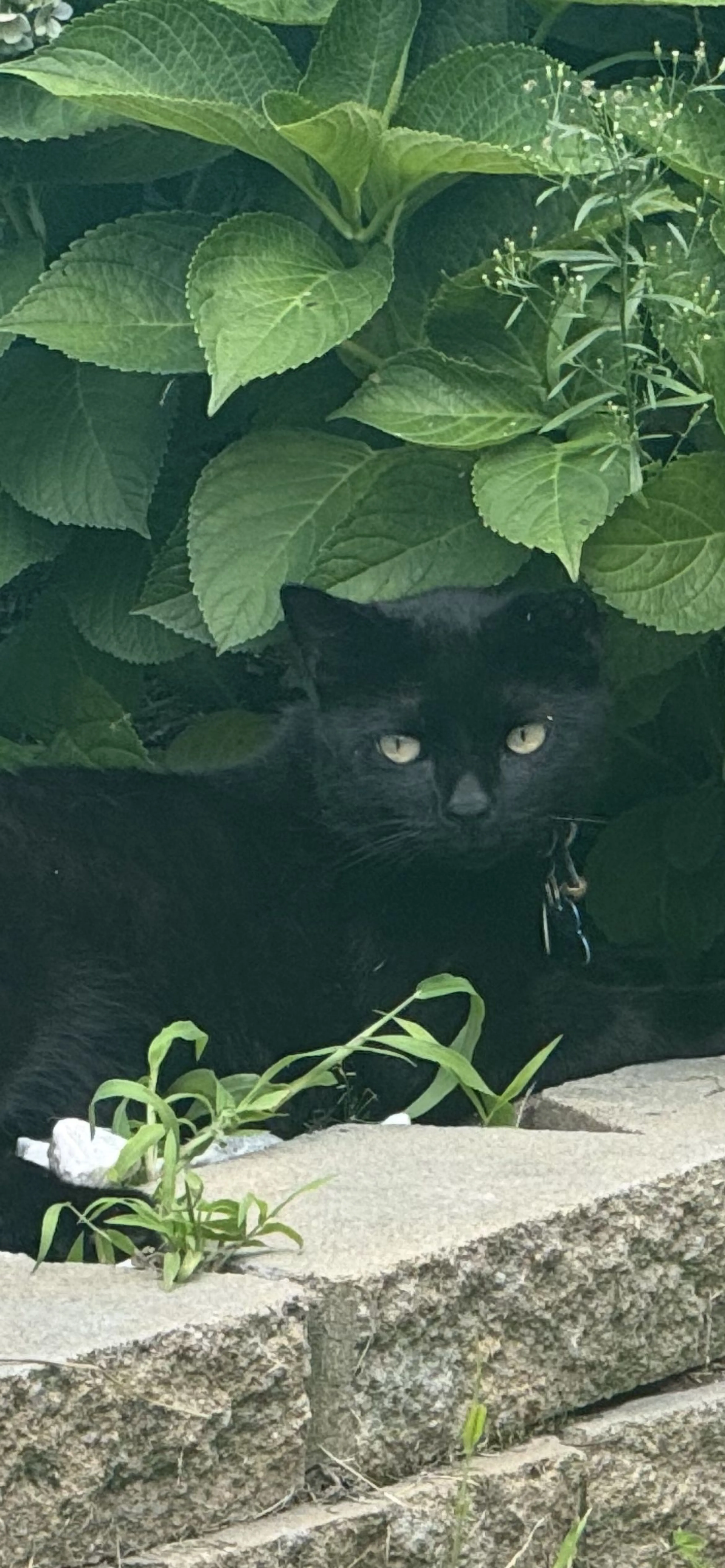 Lost pet-2