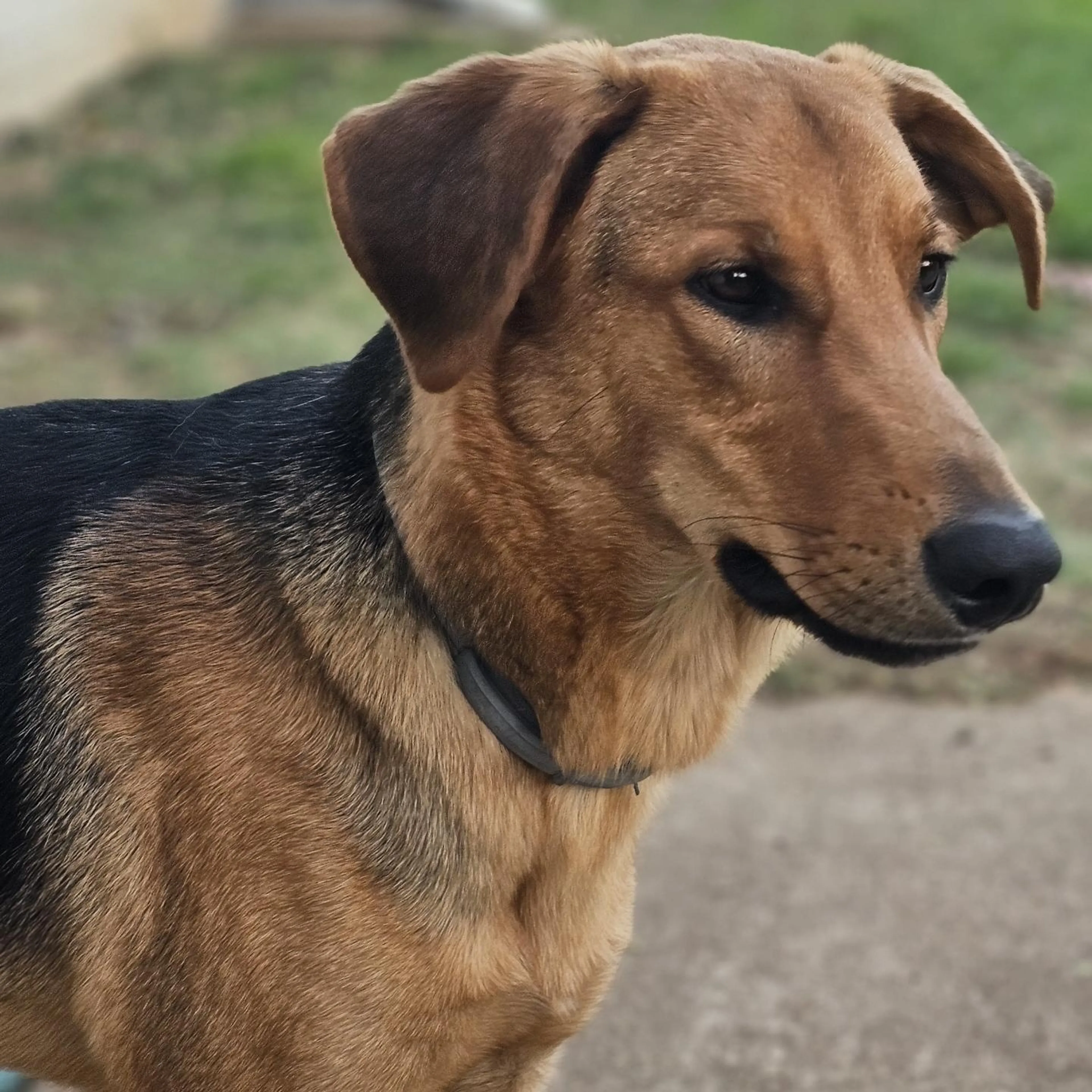 Found pet-0