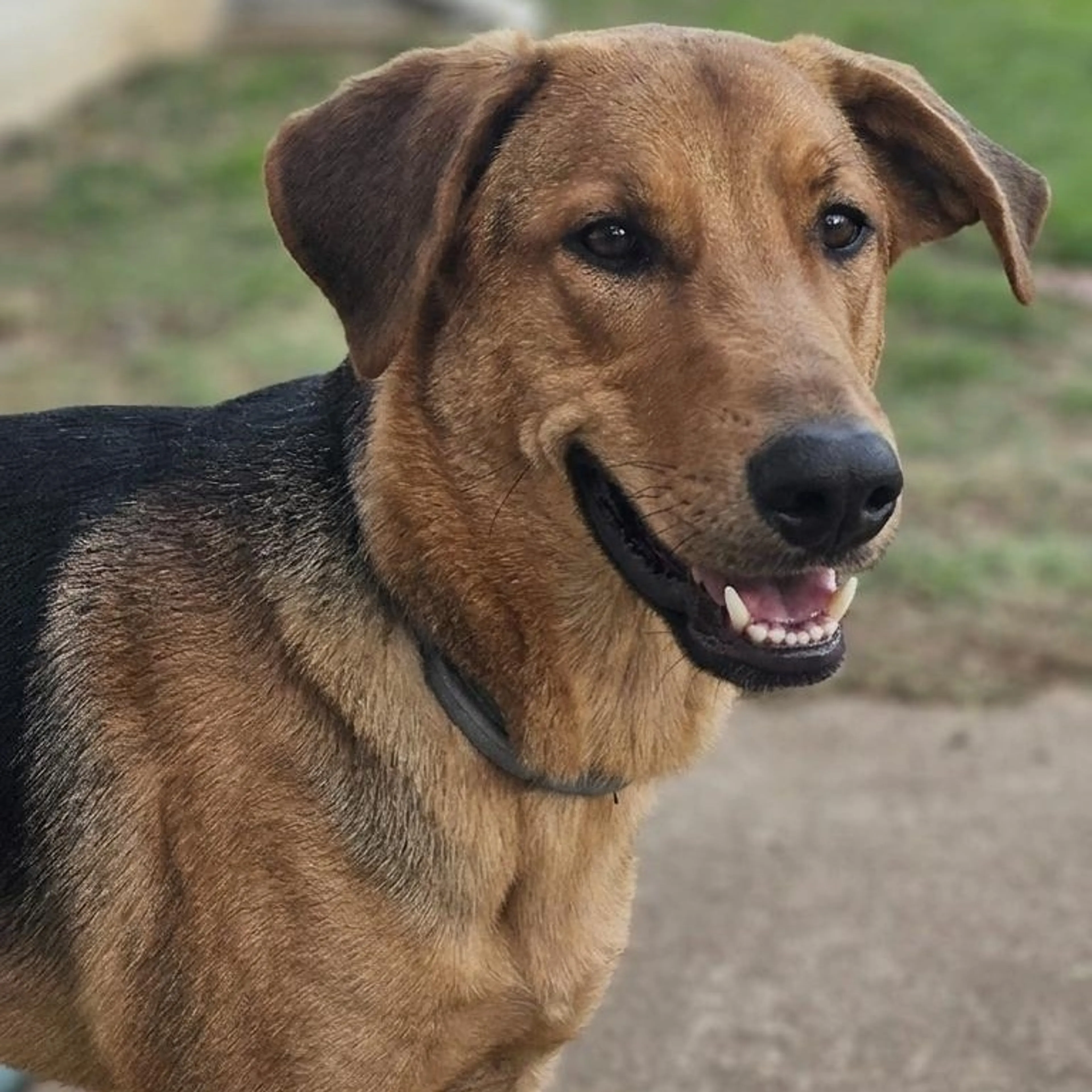 Found pet-2