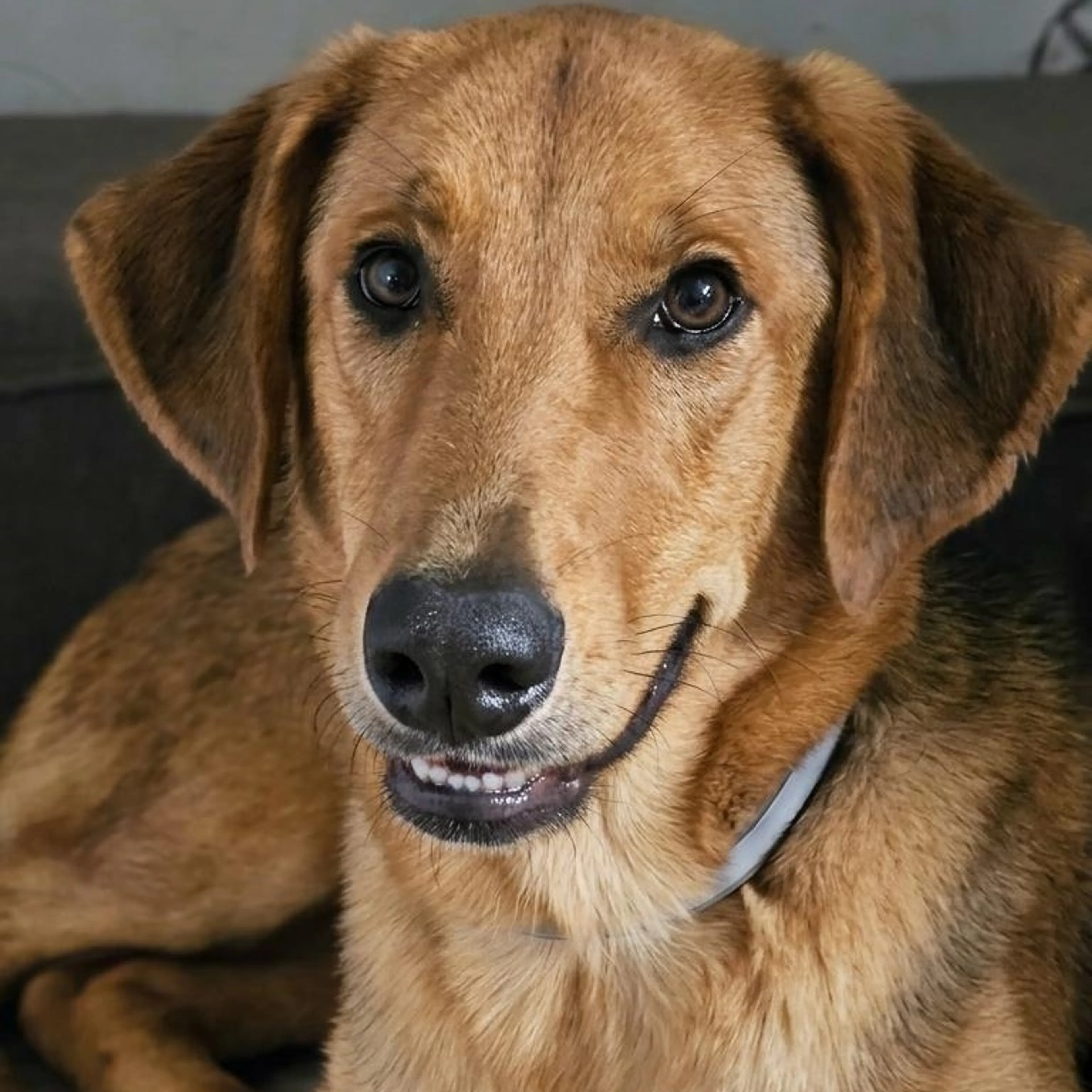 Found pet-3