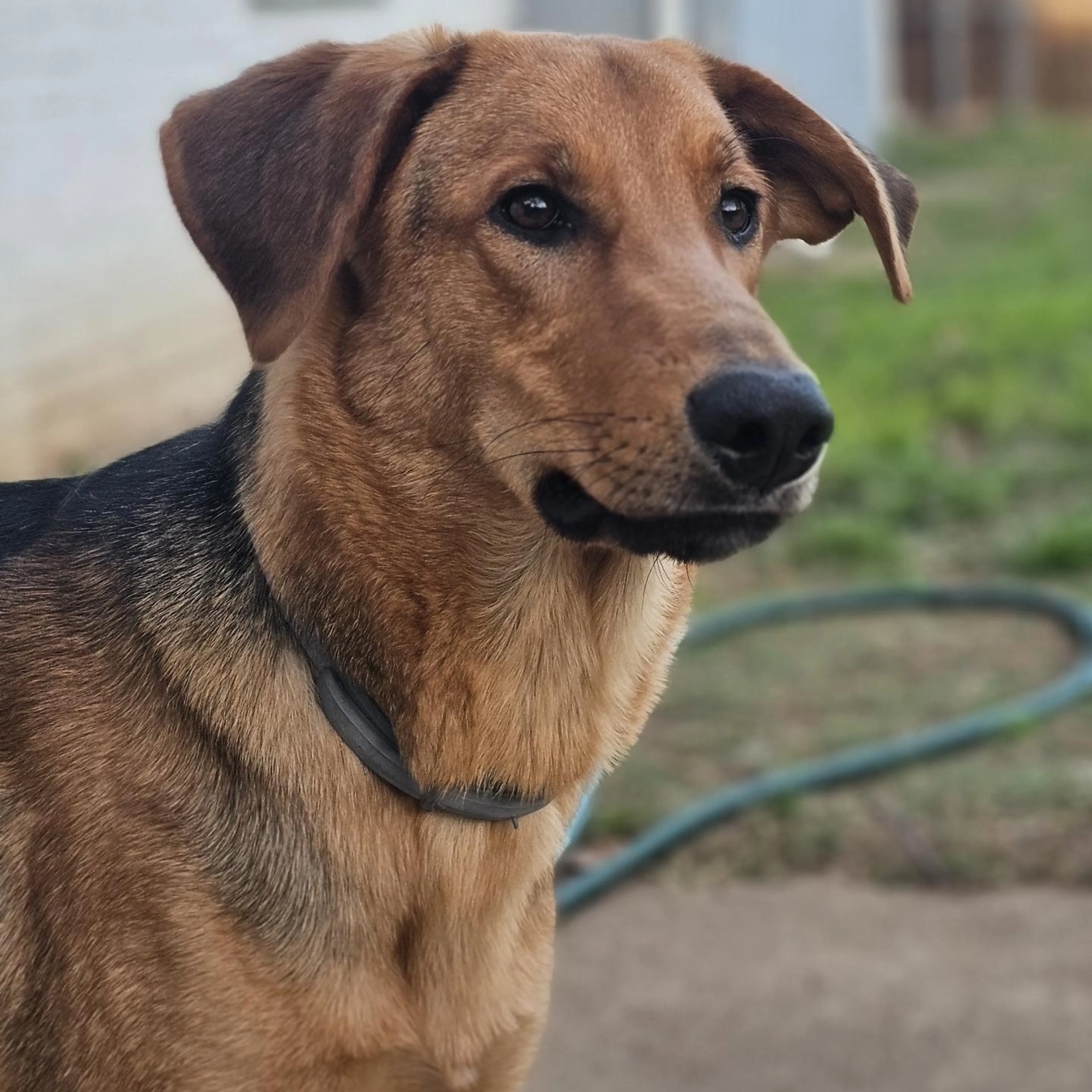 Found pet-1