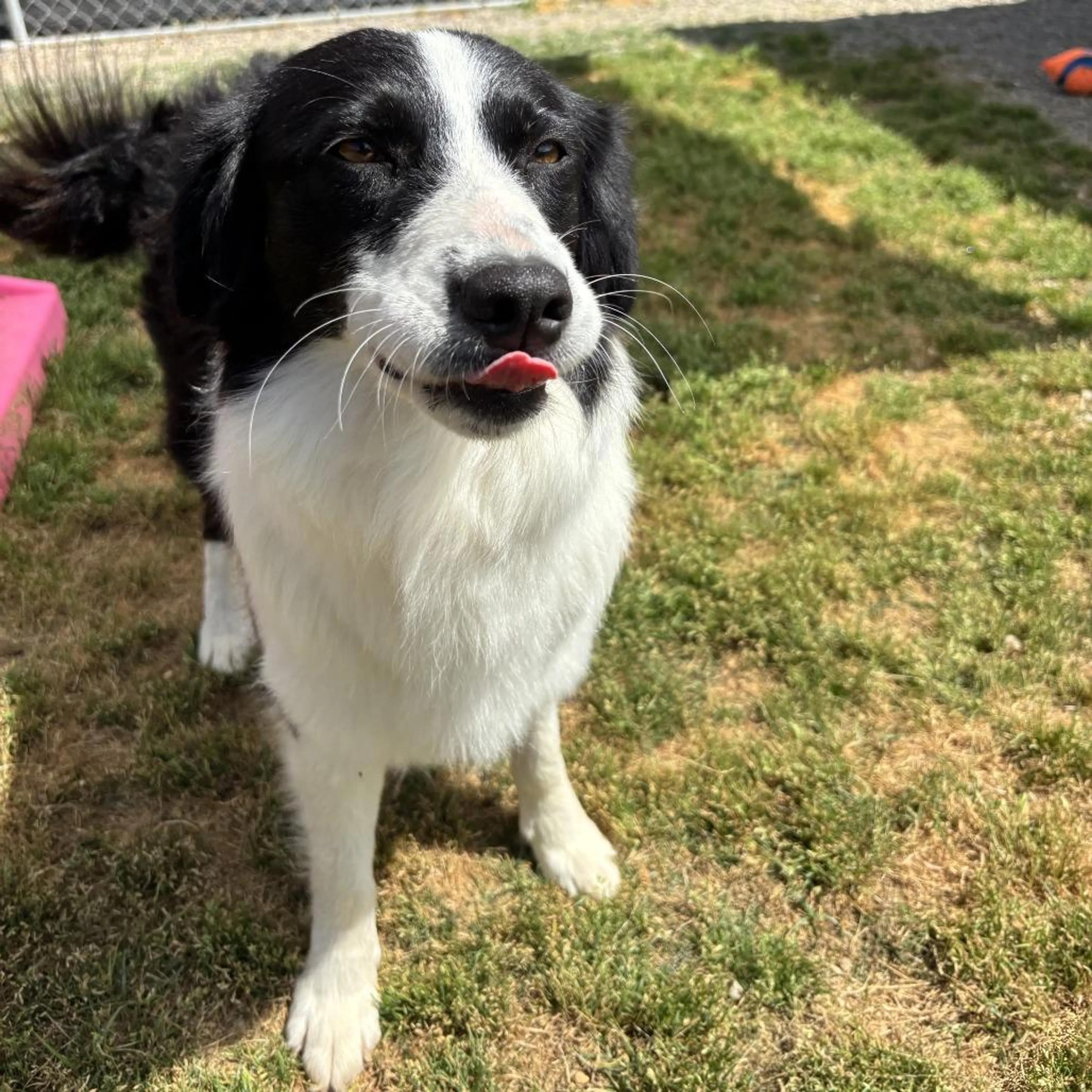Found pet-4