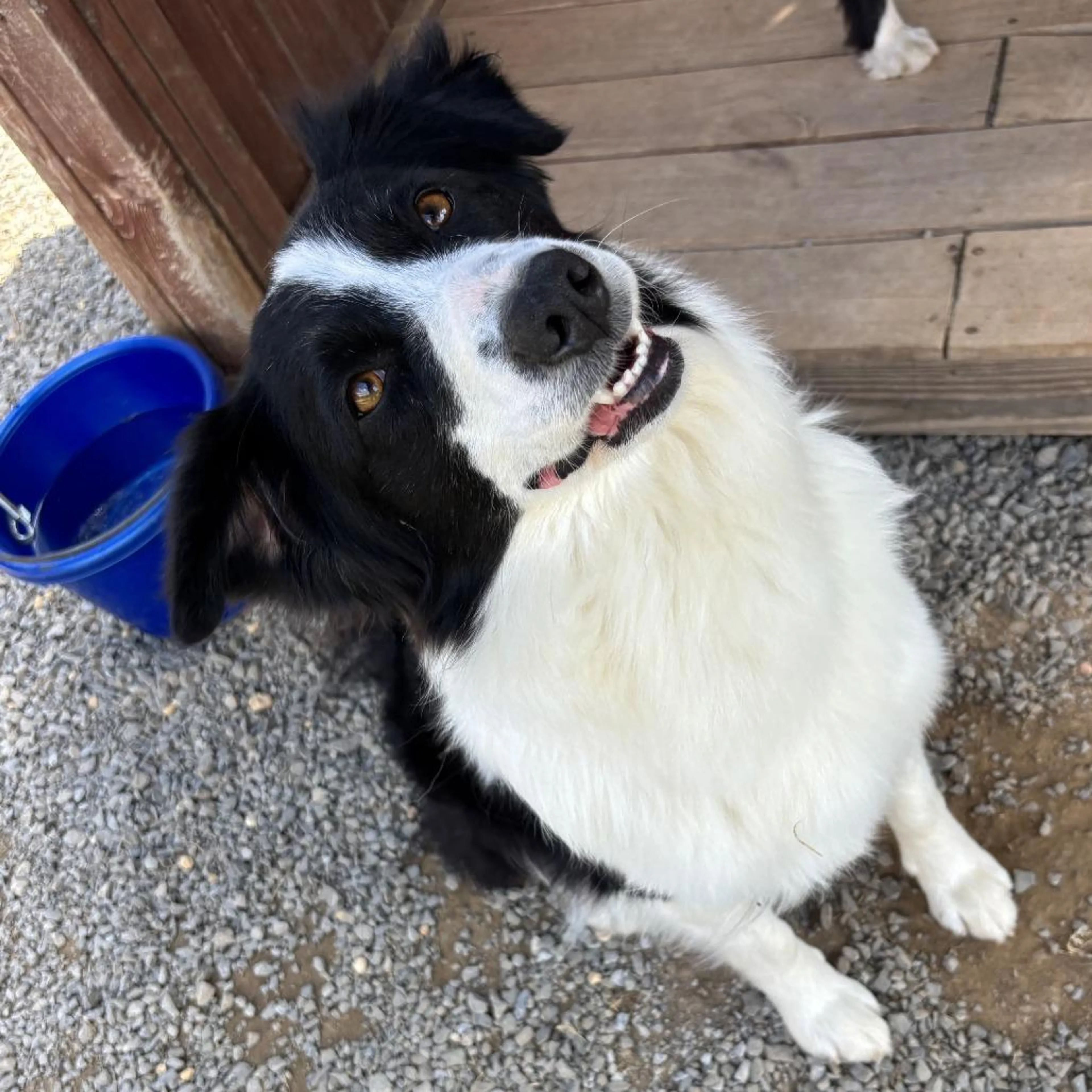 Found pet-1