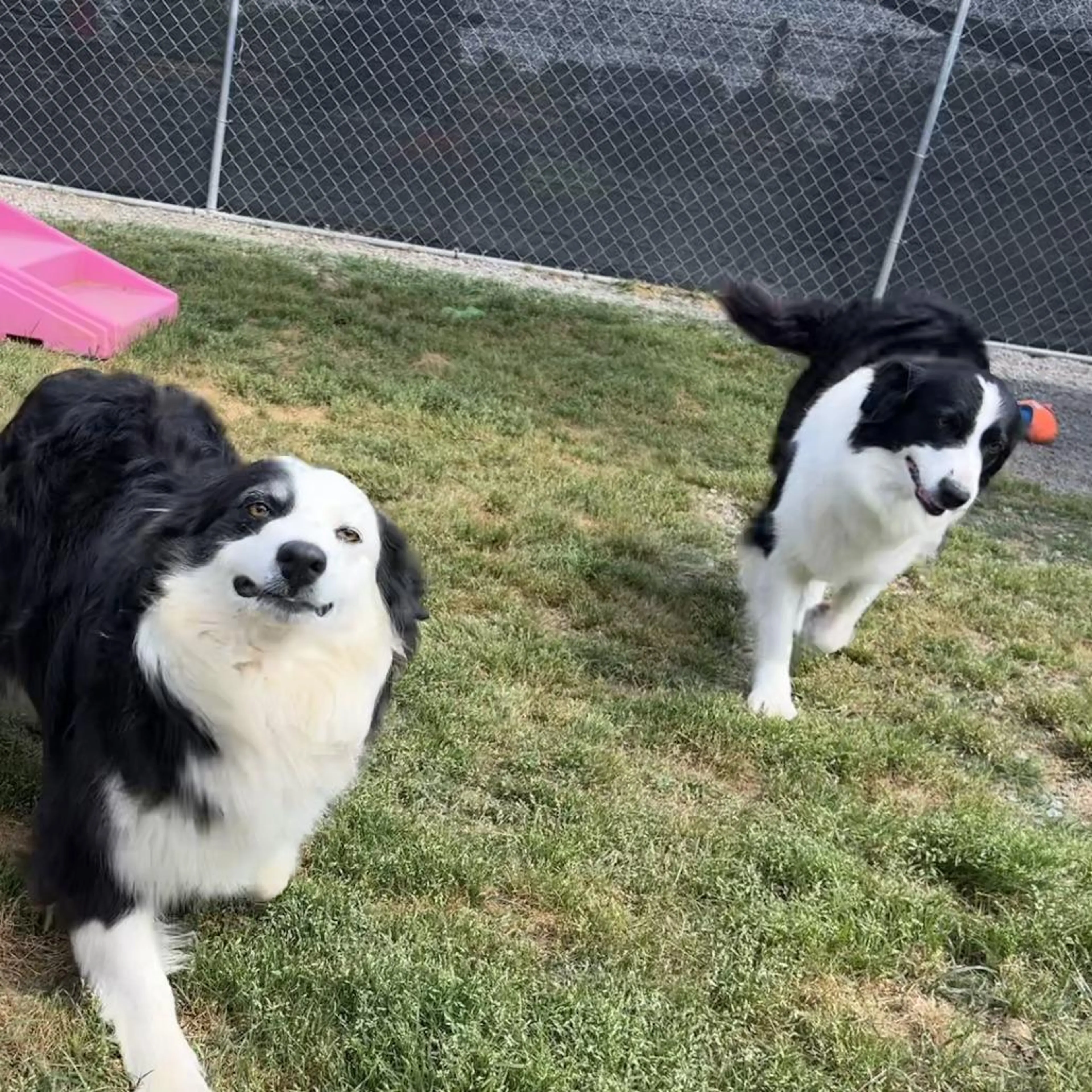 Found pet-2