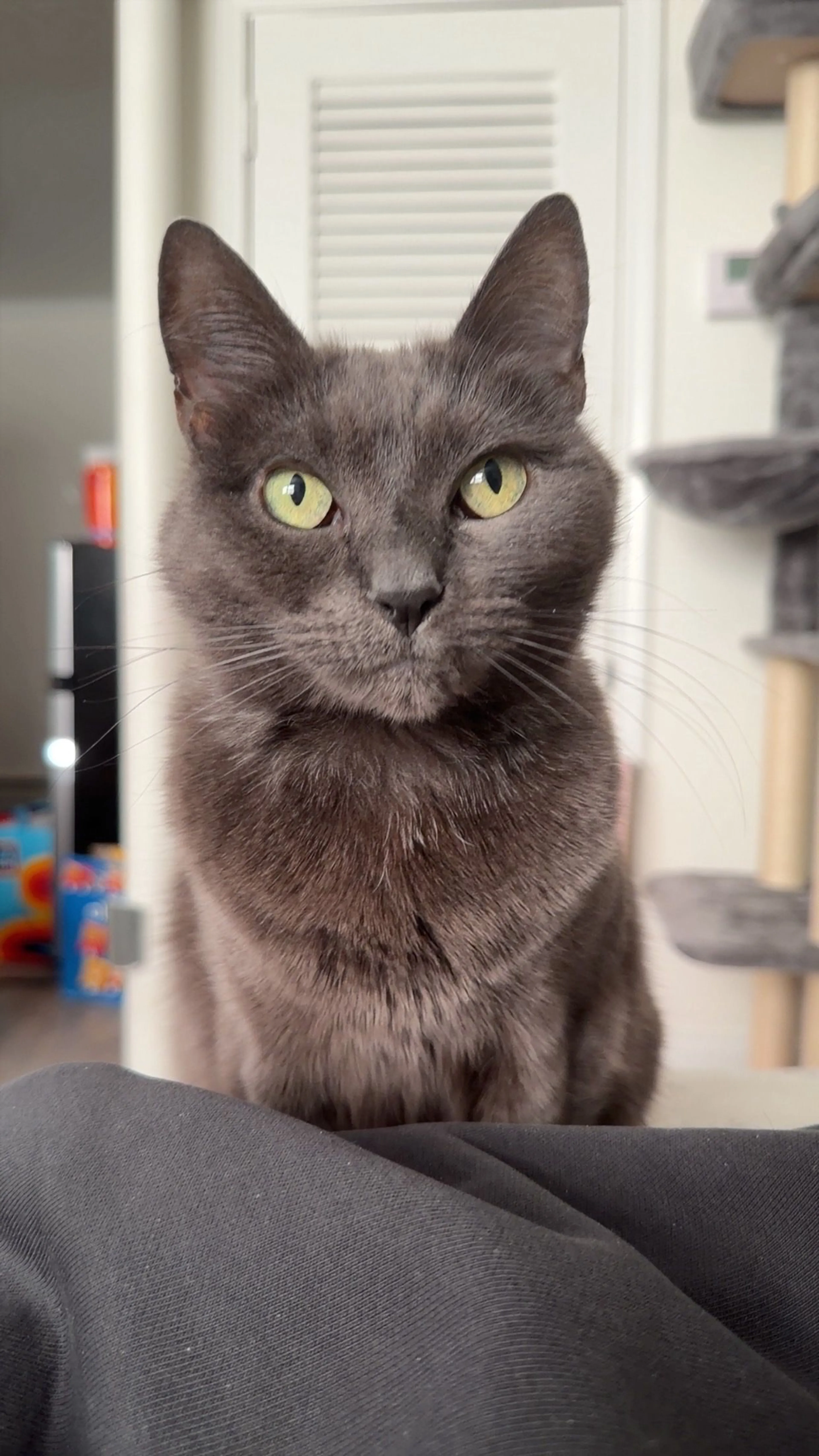 Lost pet